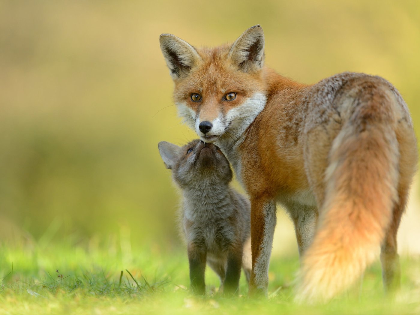 Обои лиса, лисица, мама, малыш, лисенок, fox, mom, baby разрешение 2048x1367 Загрузить