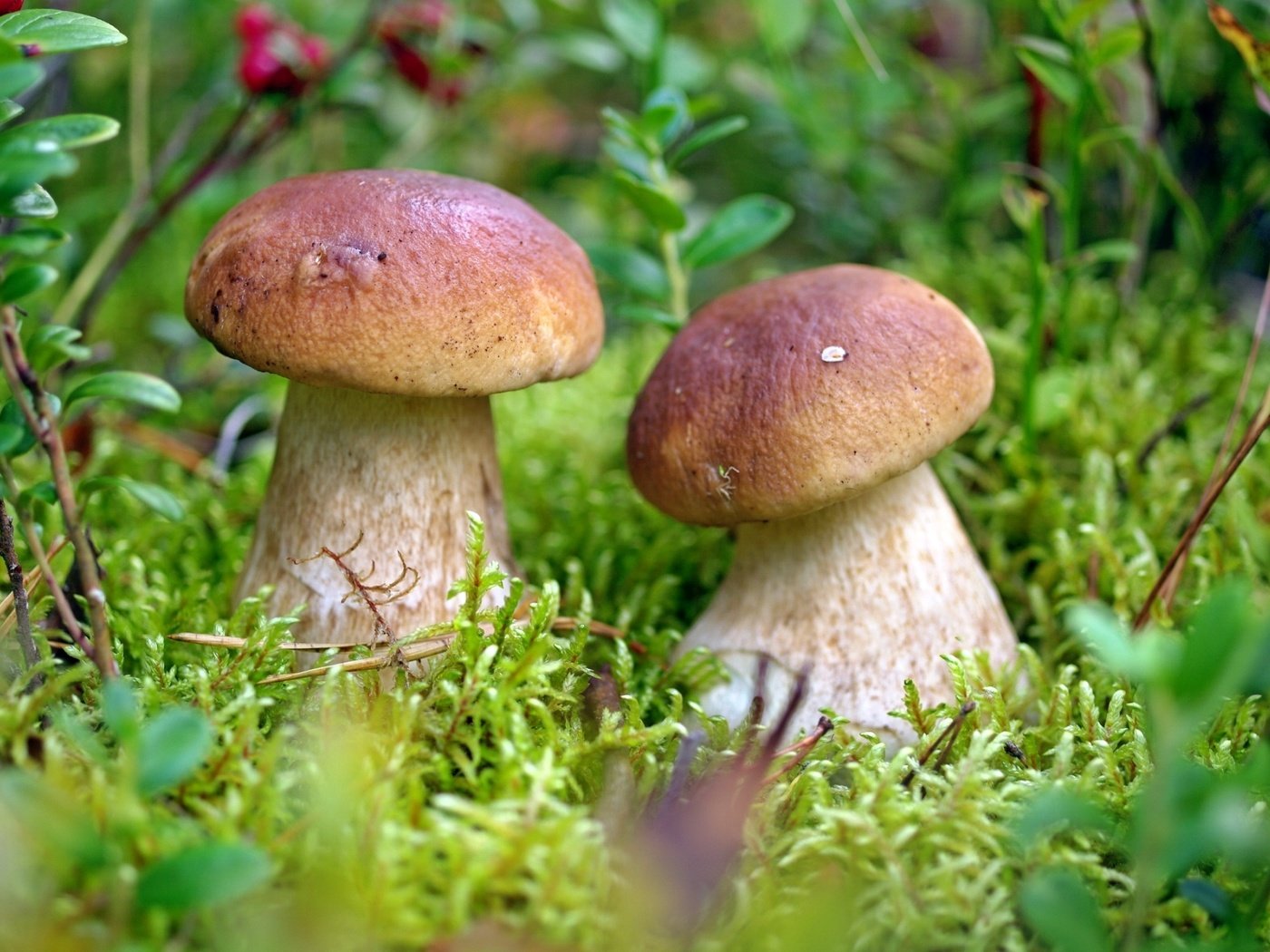 Обои грибы, парочка,  белый гриб, mushrooms, a couple, white mushroom разрешение 2000x1272 Загрузить