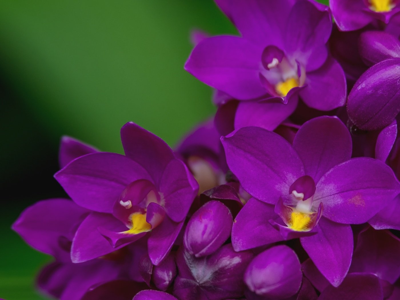 Обои макро, лепестки, лиловый, орхидея, macro, petals, purple, orchid разрешение 2000x1356 Загрузить