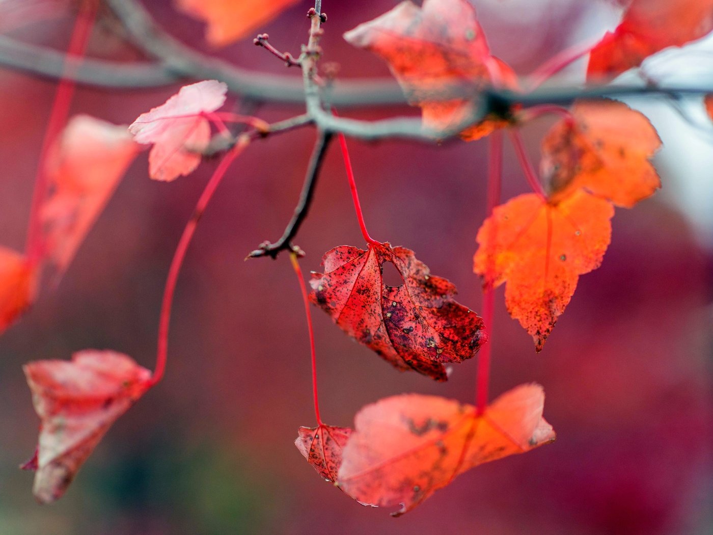 Обои листья, осень, красные, листочки, leaves, autumn, red разрешение 6016x4016 Загрузить