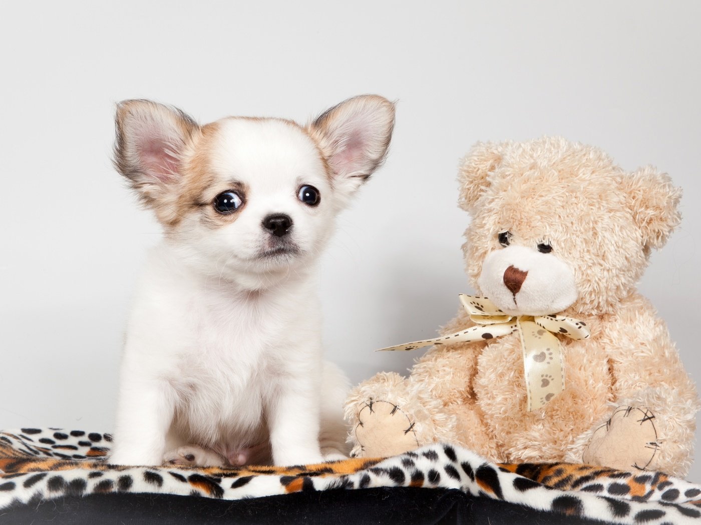 Обои игрушка, щенок, медвежонок, чихуахуа, toy, puppy, bear, chihuahua разрешение 3000x1902 Загрузить