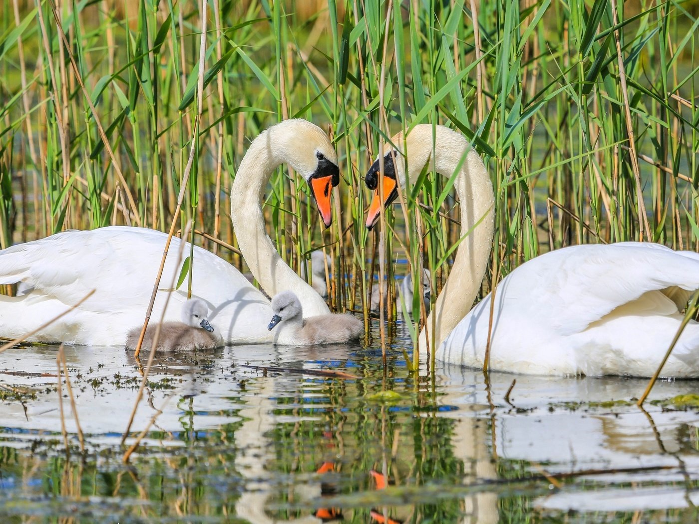 Обои птицы, семья, лебеди, птенцы, birds, family, swans, chicks разрешение 2048x1276 Загрузить