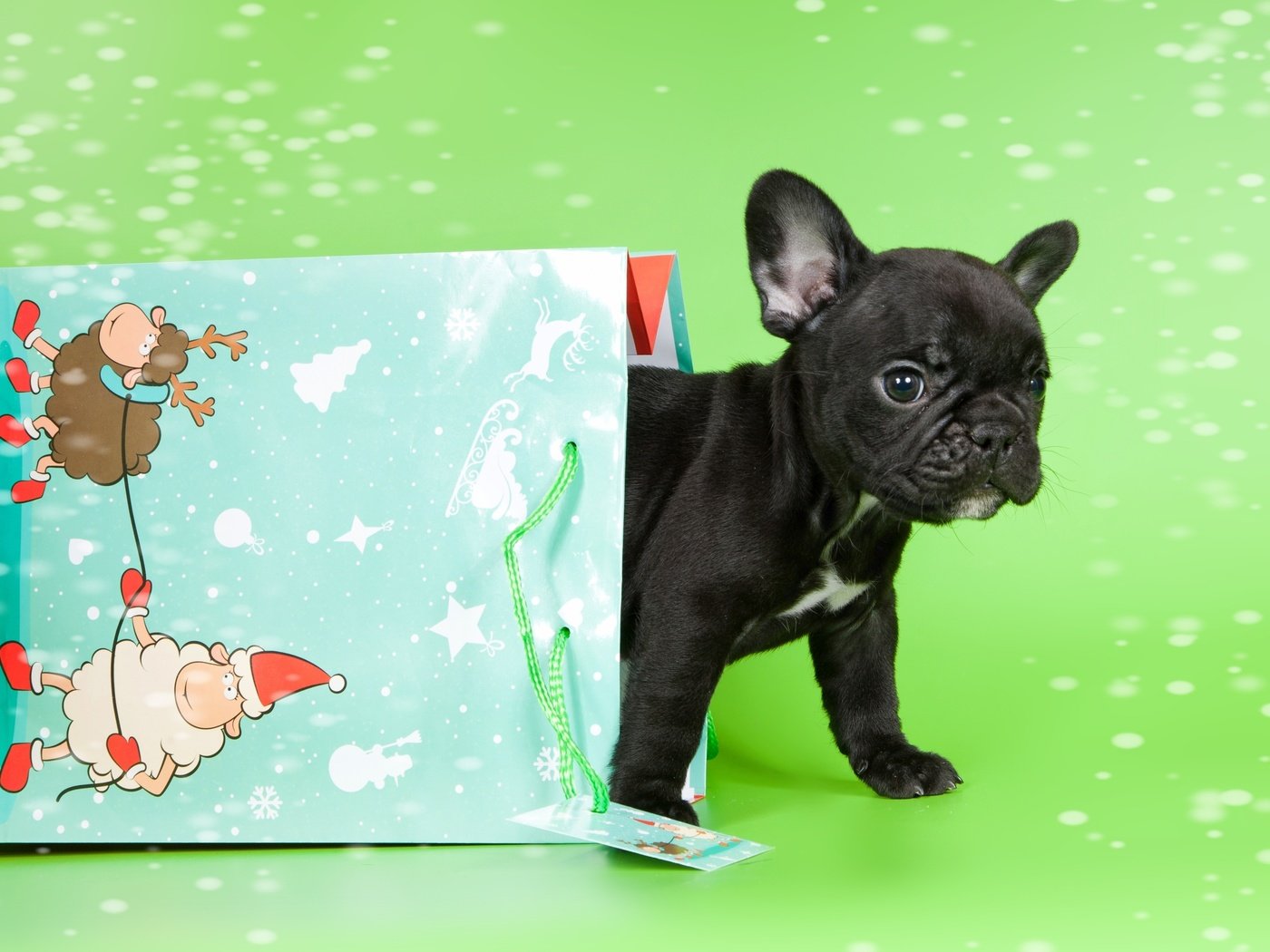 Обои щенок, малыш, пакет, французский бульдог, puppy, baby, package, french bulldog разрешение 3000x1946 Загрузить