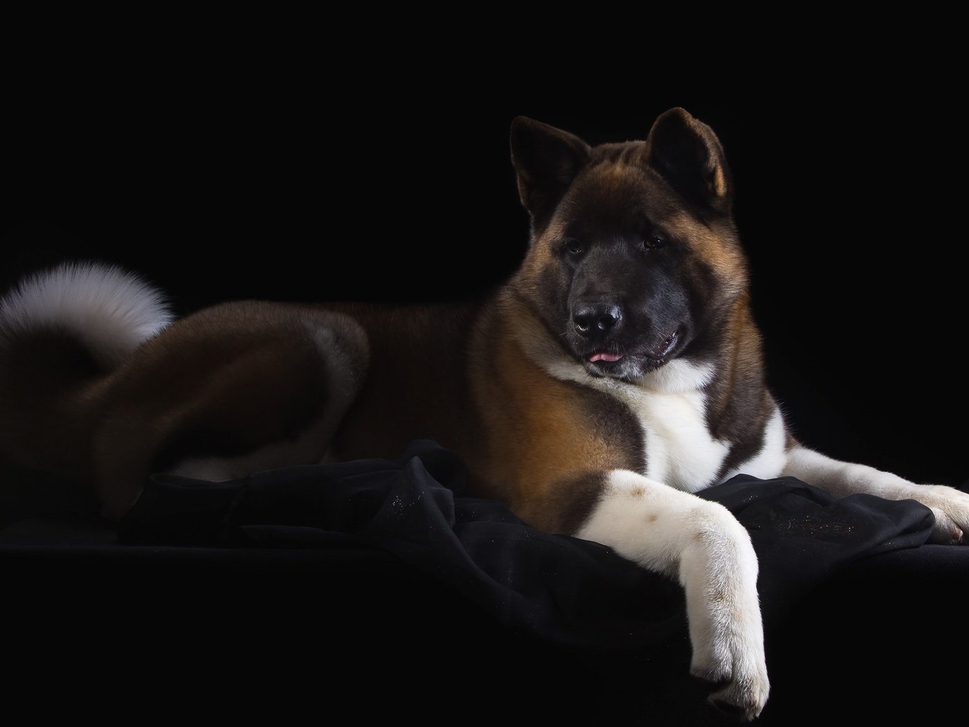 Обои пес, красавец, американская, акита, dog, handsome, american, akita разрешение 3200x2064 Загрузить