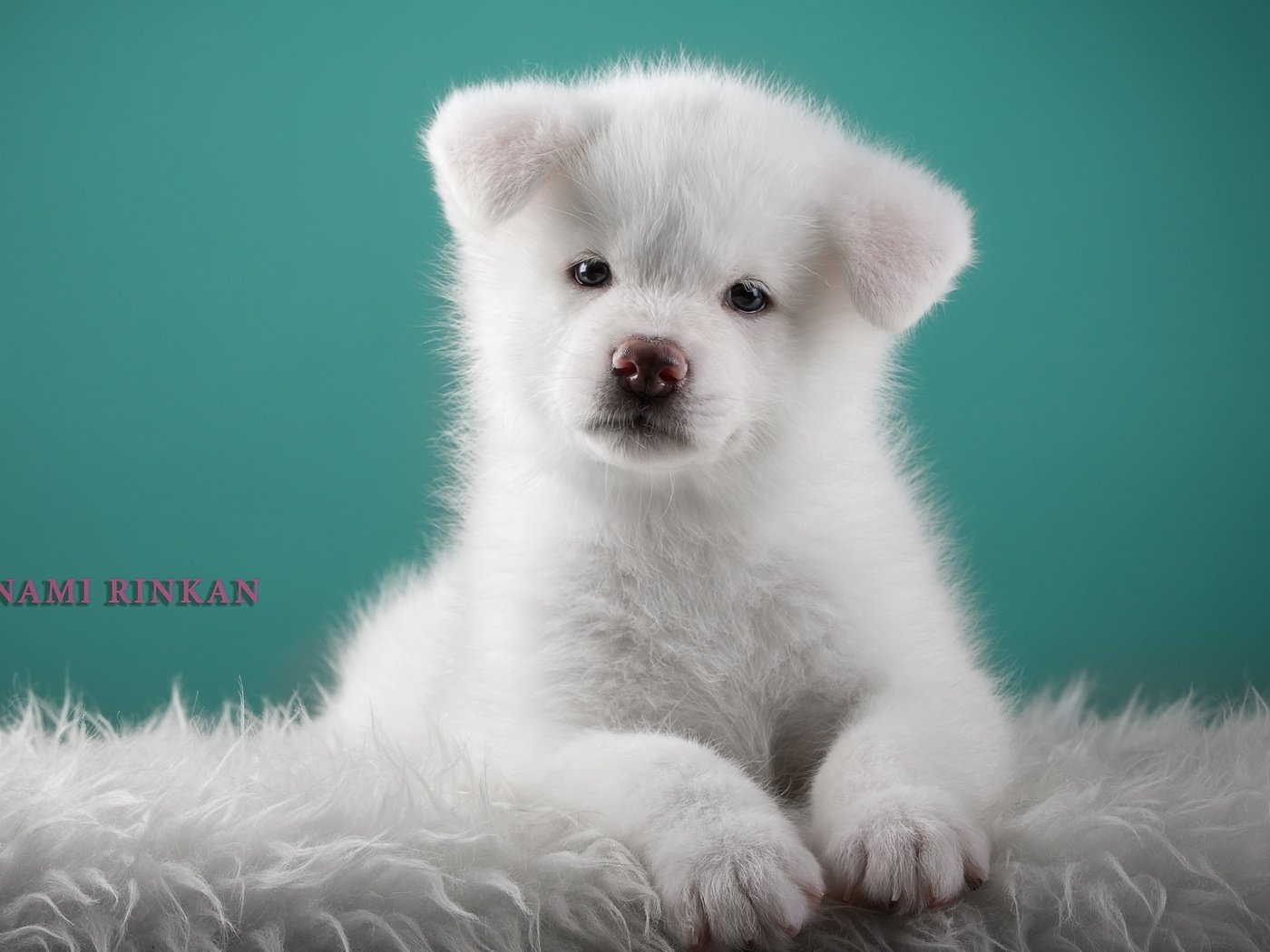 Обои белый, щенок, милый, японская акита, white, puppy, cute, japanese akita разрешение 3000x2008 Загрузить