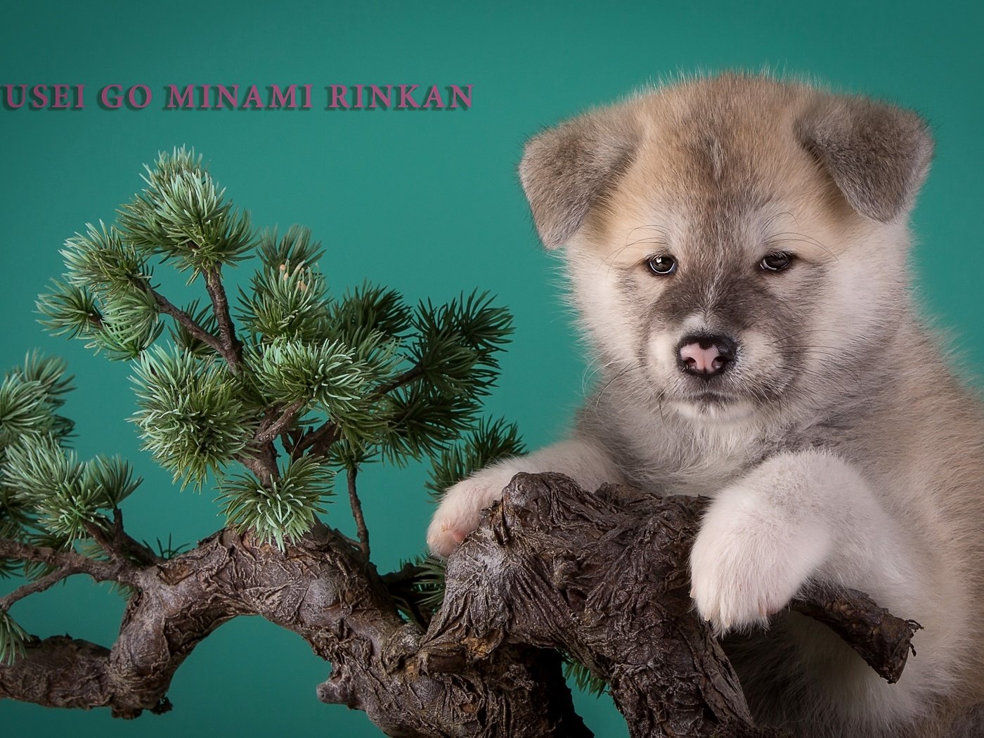 Обои дерево, щенок, бежевый, бонсай, японская акита, tree, puppy, beige, bonsai, japanese akita разрешение 3000x1923 Загрузить