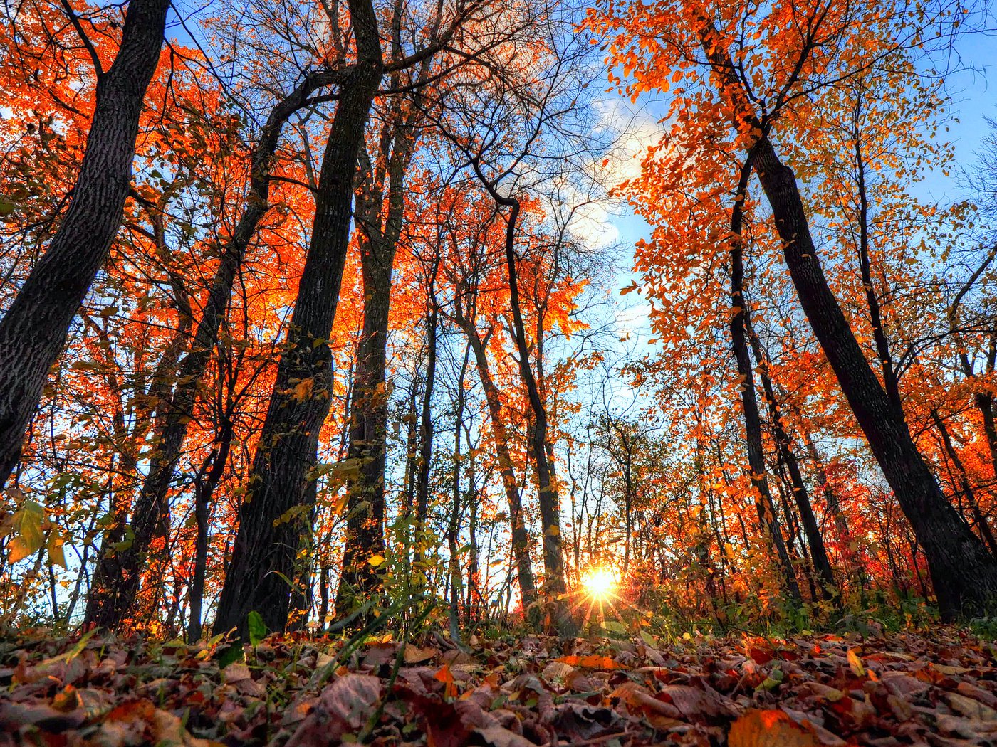 Обои небо, деревья, солнце, лес, листья, лучи, осень, the sky, trees, the sun, forest, leaves, rays, autumn разрешение 2048x1360 Загрузить