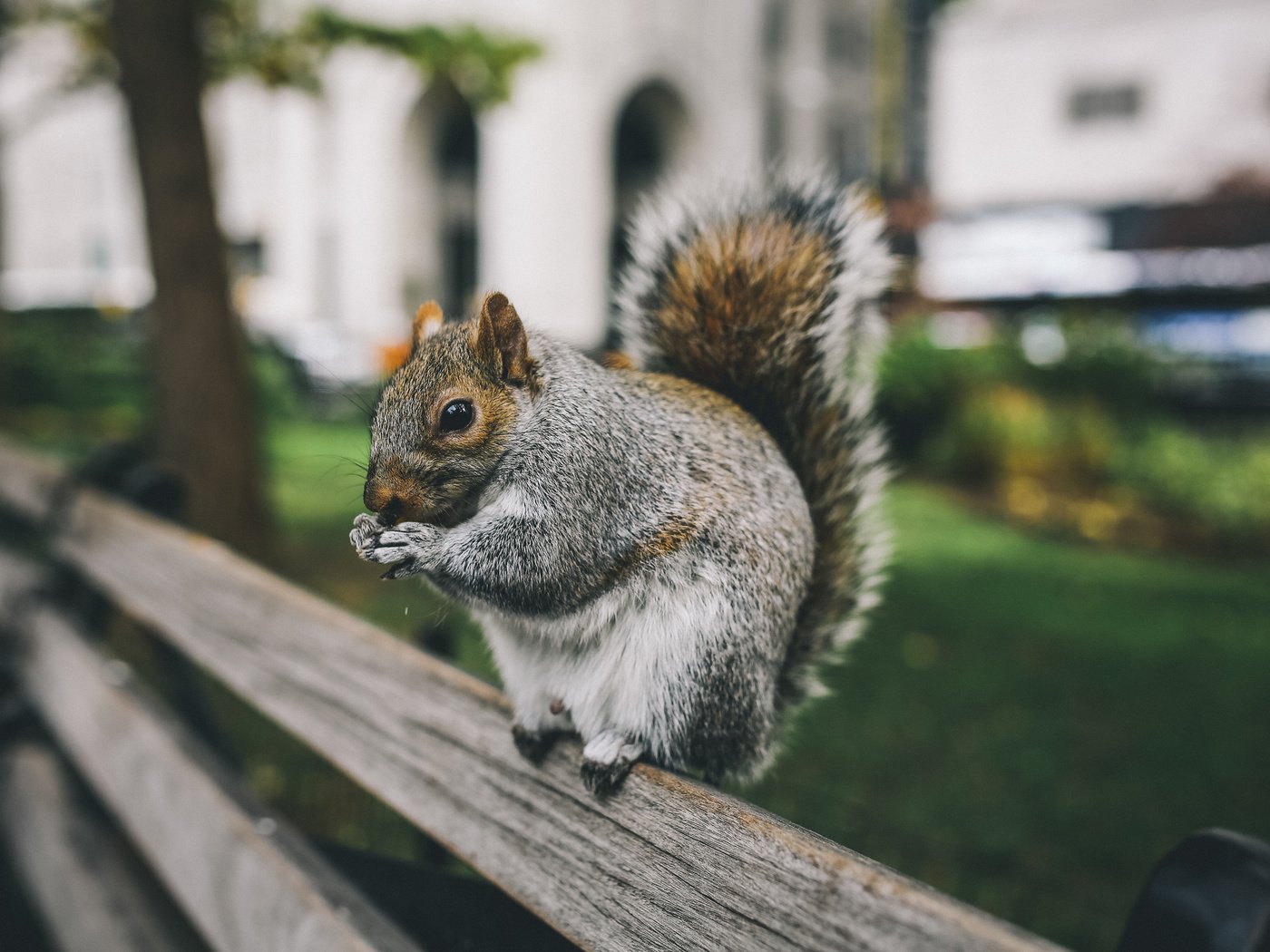 Обои забор, сидит, серая, белка, зверек, белочка, грызун, the fence, sitting, grey, protein, animal, squirrel, rodent разрешение 2048x1365 Загрузить