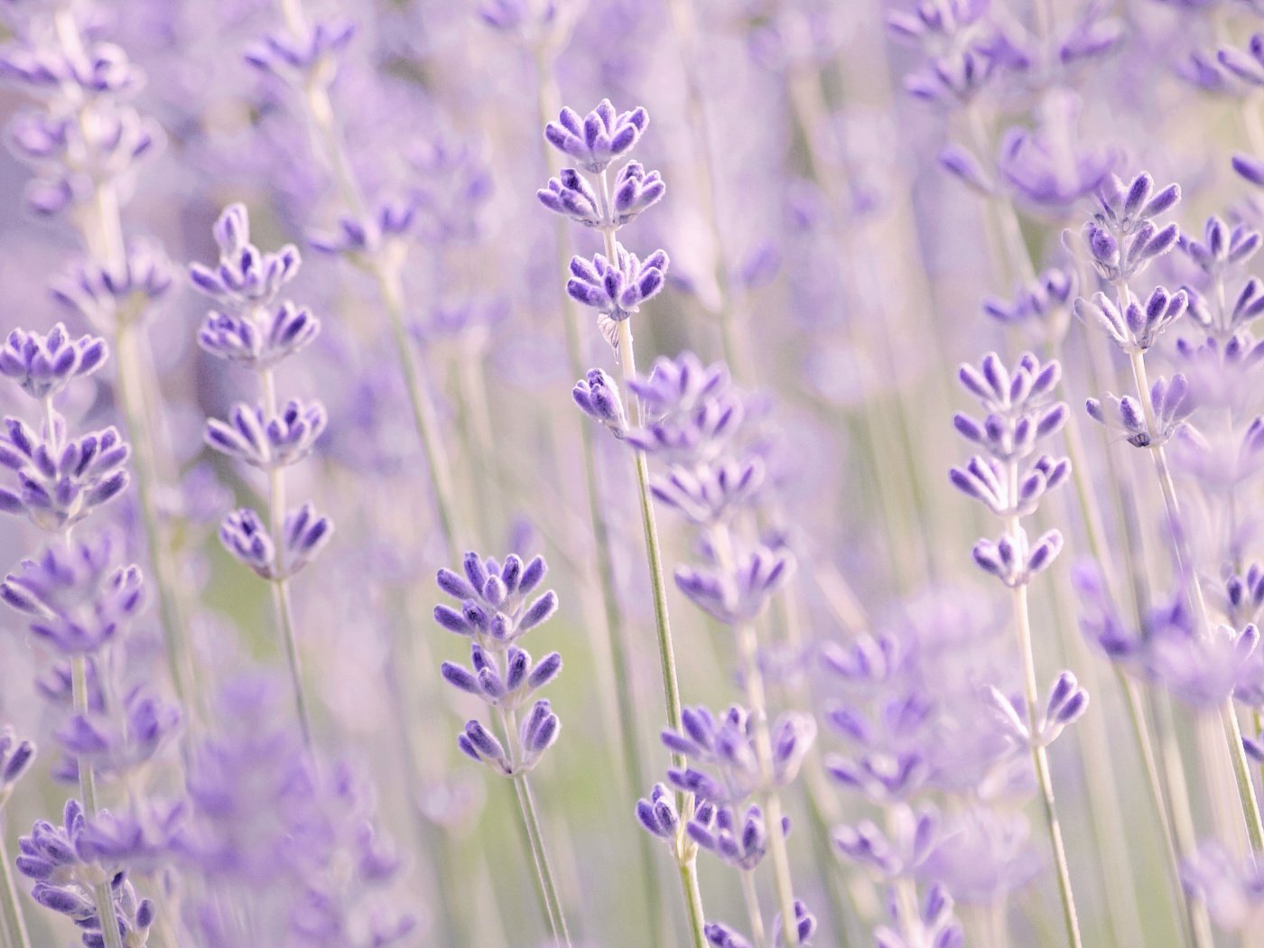 Обои цветы, макро, лаванда, размытость, сиреневые, flowers, macro, lavender, blur, lilac разрешение 2040x1170 Загрузить