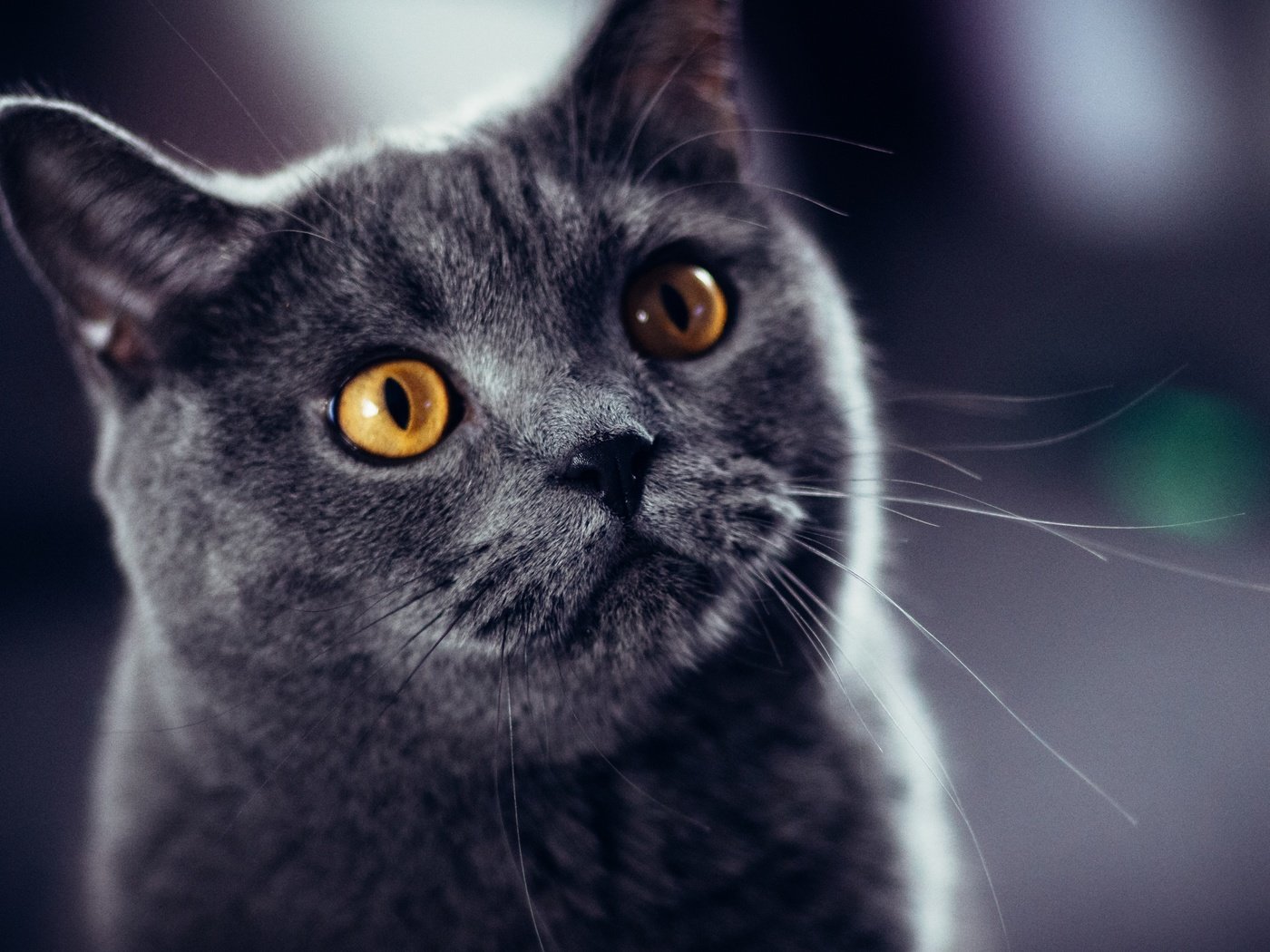 Обои кот, кошка, британец, желтые глаза, cat, british, yellow eyes разрешение 2560x1600 Загрузить