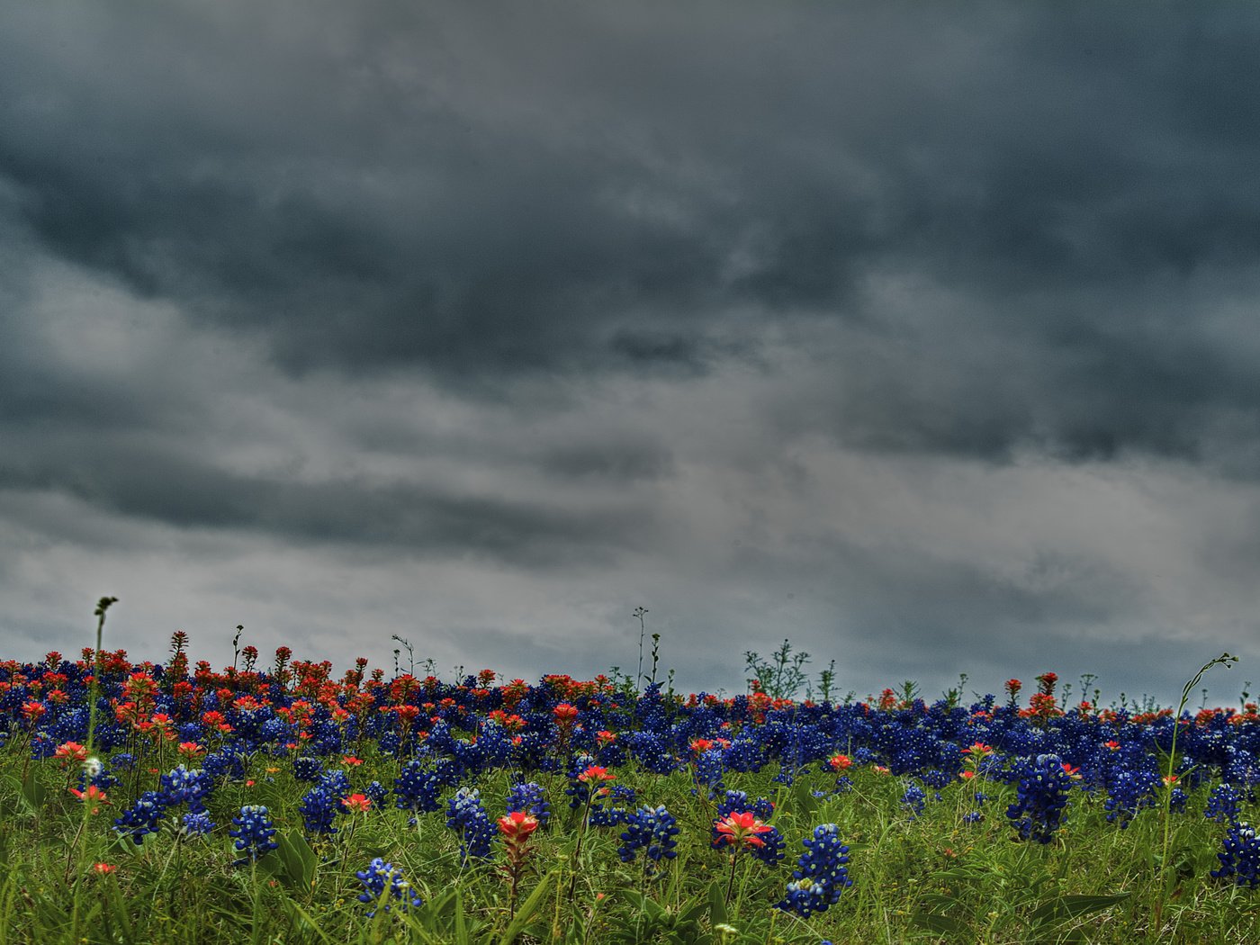 Обои небо, цветы, облака, природа, поле, луг, the sky, flowers, clouds, nature, field, meadow разрешение 4736x2848 Загрузить