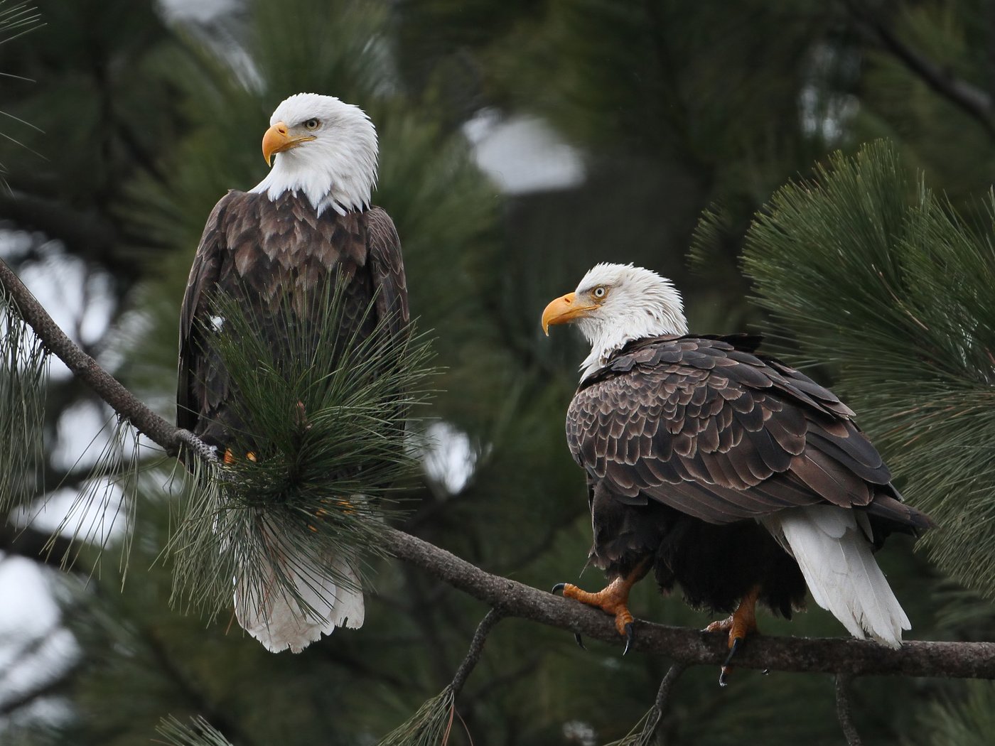 Обои ветка, птицы, белоголовый орлан, branch, birds, bald eagle разрешение 2048x1564 Загрузить