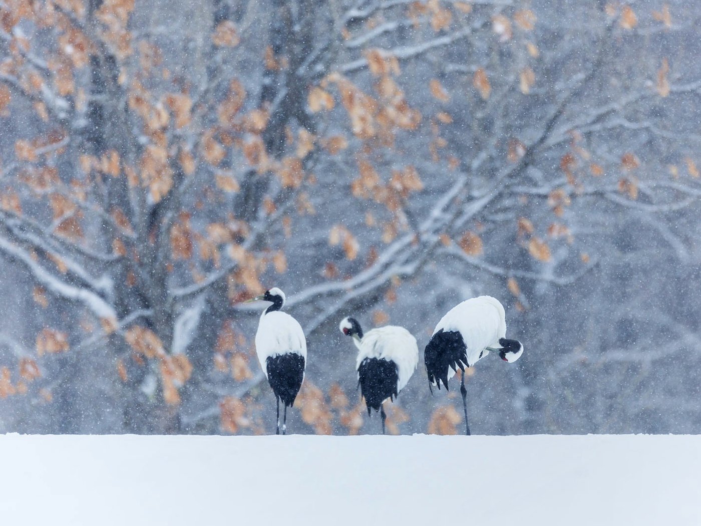 Обои снег, зима, птицы, журавль, японский, snow, winter, birds, crane, japanese разрешение 1920x1080 Загрузить