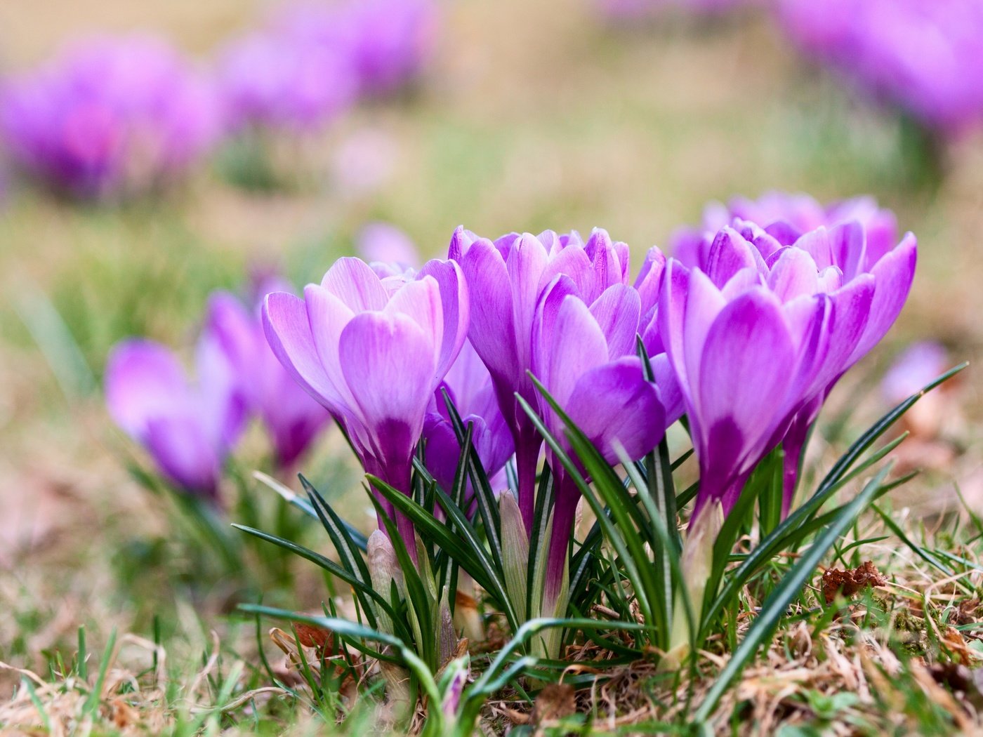 Обои цветы, природа, весна, крокусы, фиалка, flowers, nature, spring, crocuses, violet разрешение 2880x1920 Загрузить