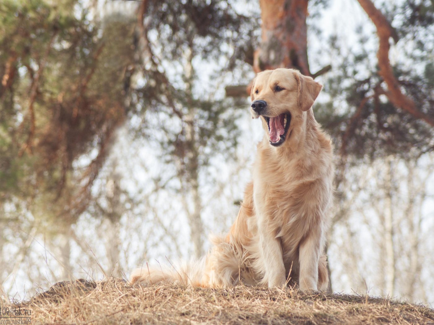 Обои собака, золотистый ретривер, cобака, dog, golden retriever разрешение 3285x2237 Загрузить