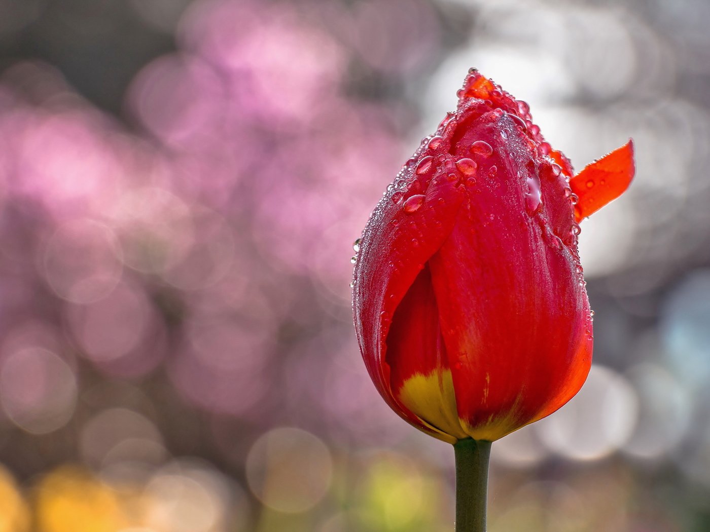 Обои цветы, фон, цветок, капли, тюльпаны, тюльпан, flowers, background, flower, drops, tulips, tulip разрешение 5141x3423 Загрузить