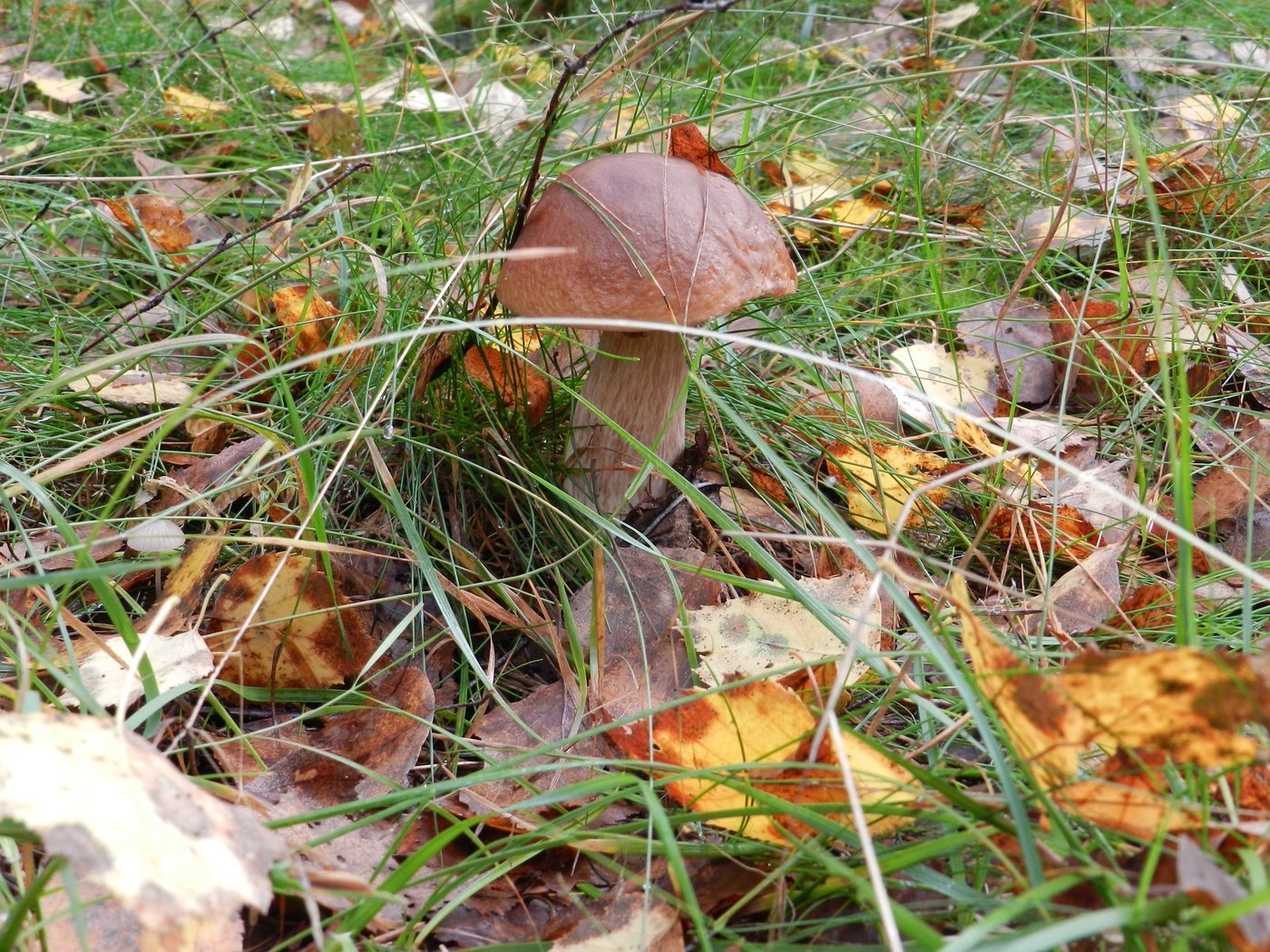 Обои трава, природа, листья, макро, осень, грибы, grass, nature, leaves, macro, autumn, mushrooms разрешение 4000x2947 Загрузить