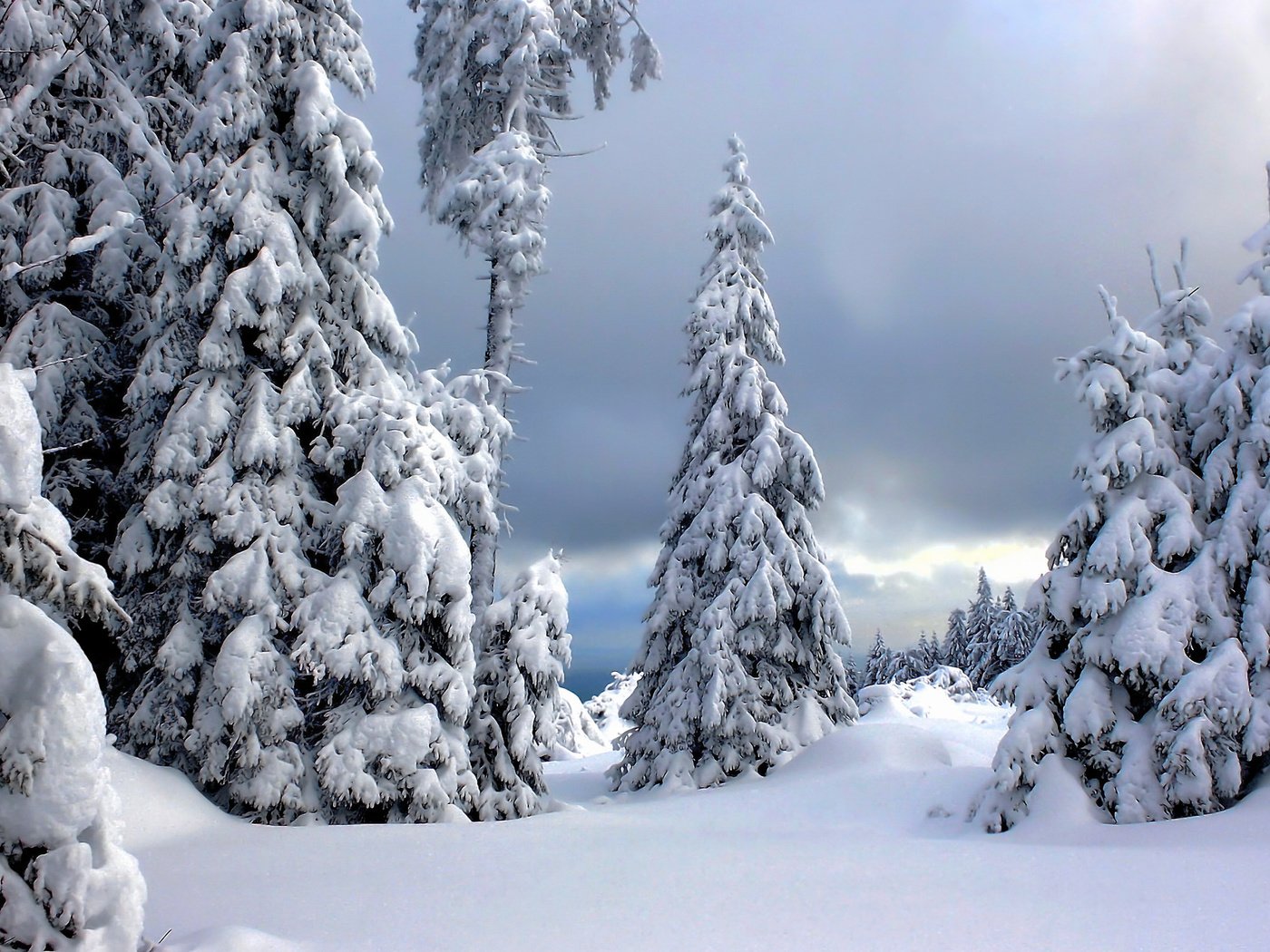 Обои деревья, снег, зима, германия, национальный парк гарц, trees, snow, winter, germany, the harz national park разрешение 2048x1230 Загрузить