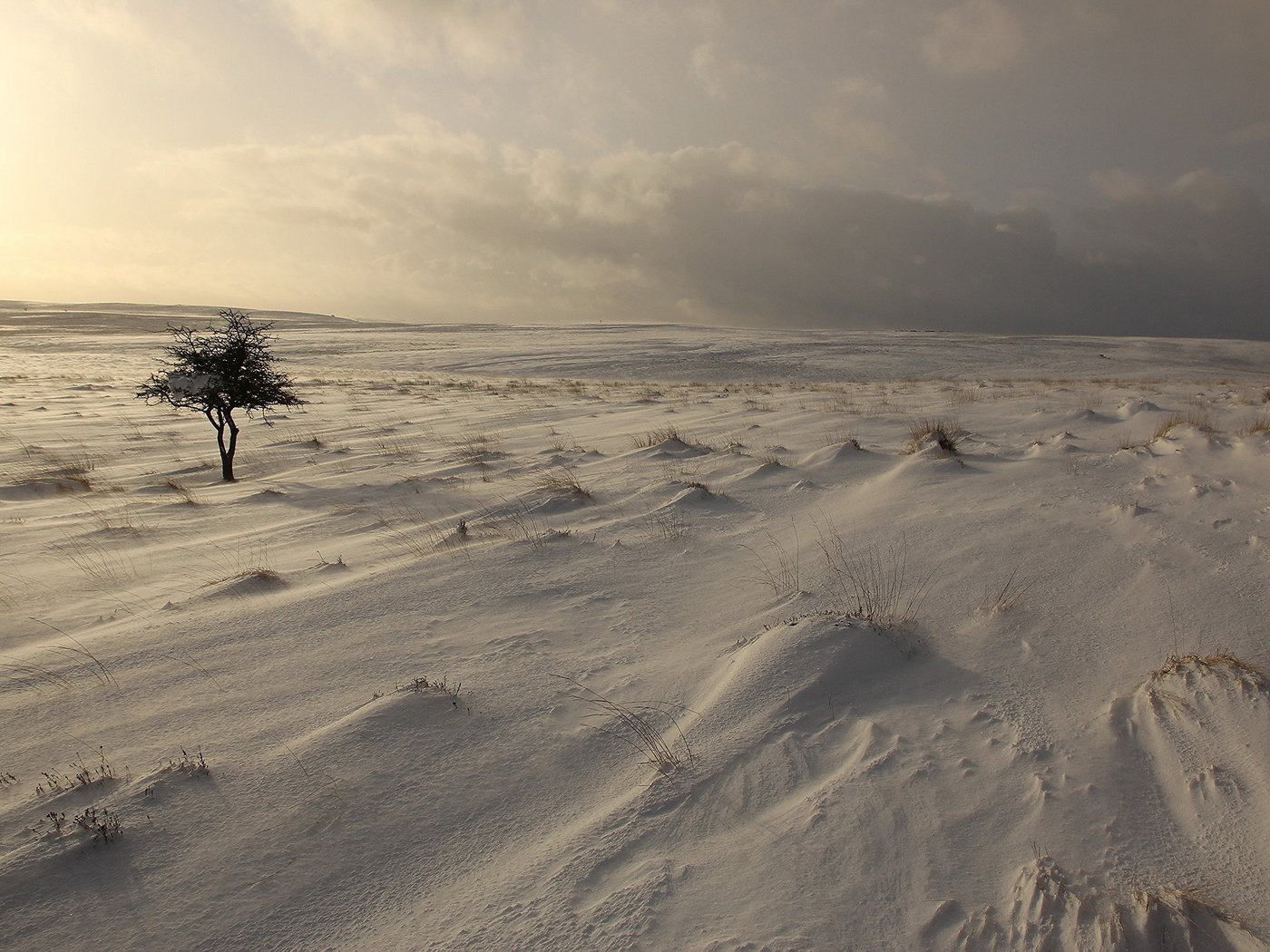 Обои небо, снег, дерево, зима, поле, the sky, snow, tree, winter, field разрешение 2560x1440 Загрузить