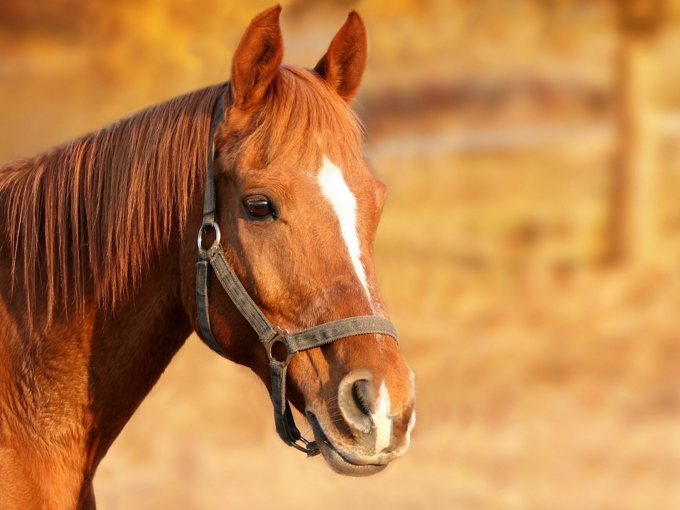 Обои лошадь, конь, грива, голова, коричневый, узда, уздечка, horse, mane, head, brown, bridle разрешение 1920x1440 Загрузить