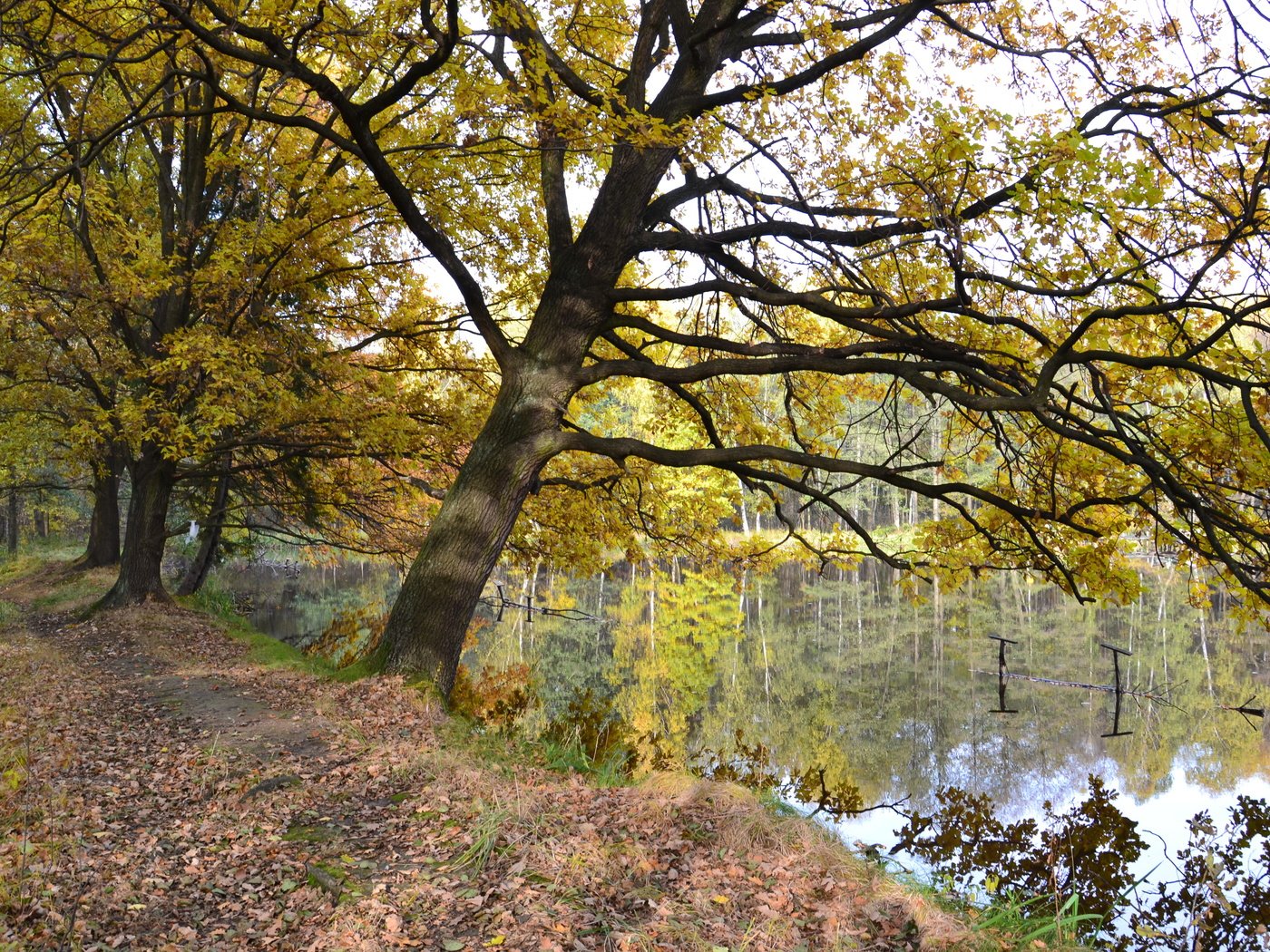 Обои озеро, осень, опадают, лейка, осен, lake, autumn, fall разрешение 4608x3072 Загрузить