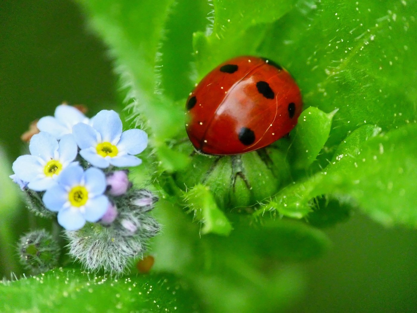 Обои природа, божья коровка, незабудки, nature, ladybug, forget-me-nots разрешение 2048x1536 Загрузить