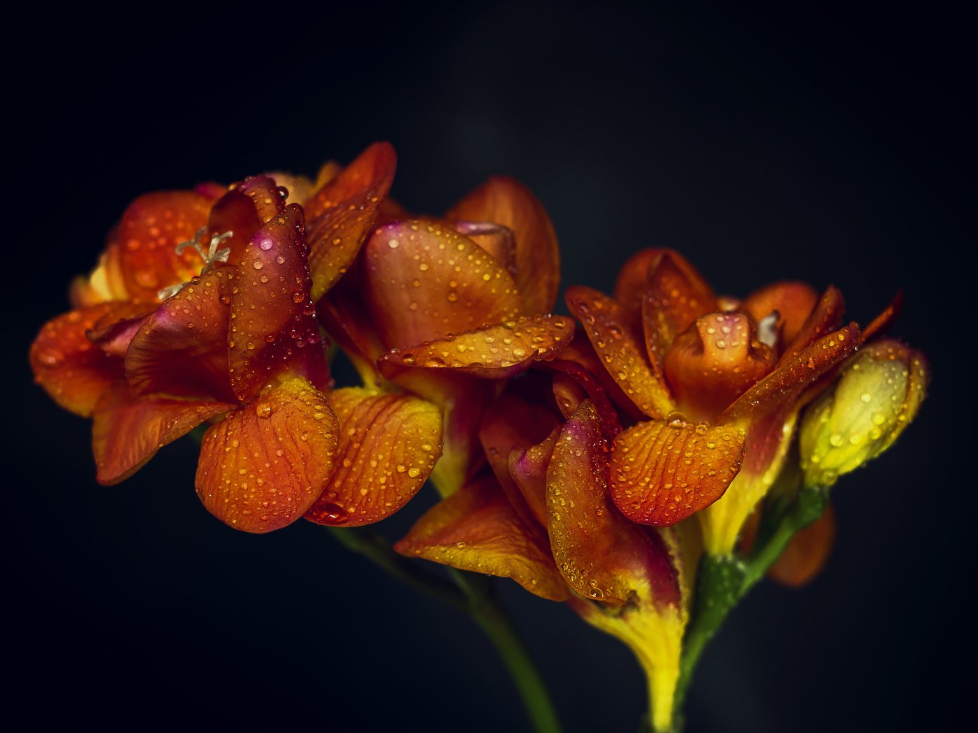 Обои цветы, макро, фон, капли, апельсин, оранжевые,  цветы, flowers, macro, background, drops, orange разрешение 5024x3384 Загрузить