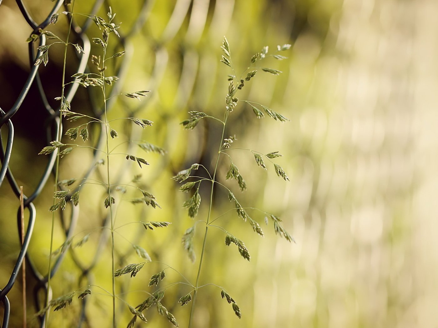 Обои трава, природа, забор, сетка, колоски, боке, grass, nature, the fence, mesh, spikelets, bokeh разрешение 2048x1361 Загрузить