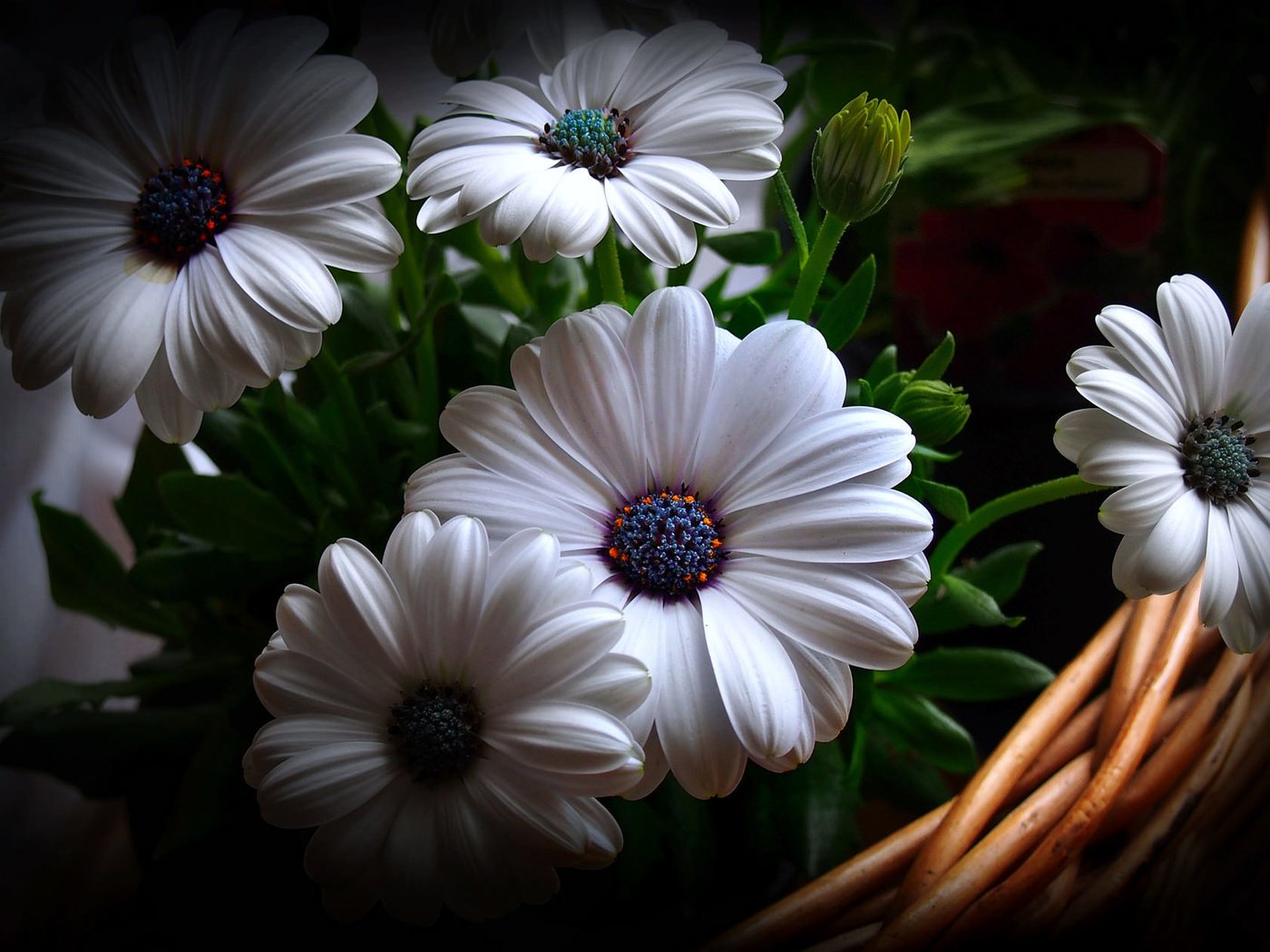 Обои цветы, фон, корзина, гербера, flowers, background, basket, gerbera разрешение 2048x1257 Загрузить