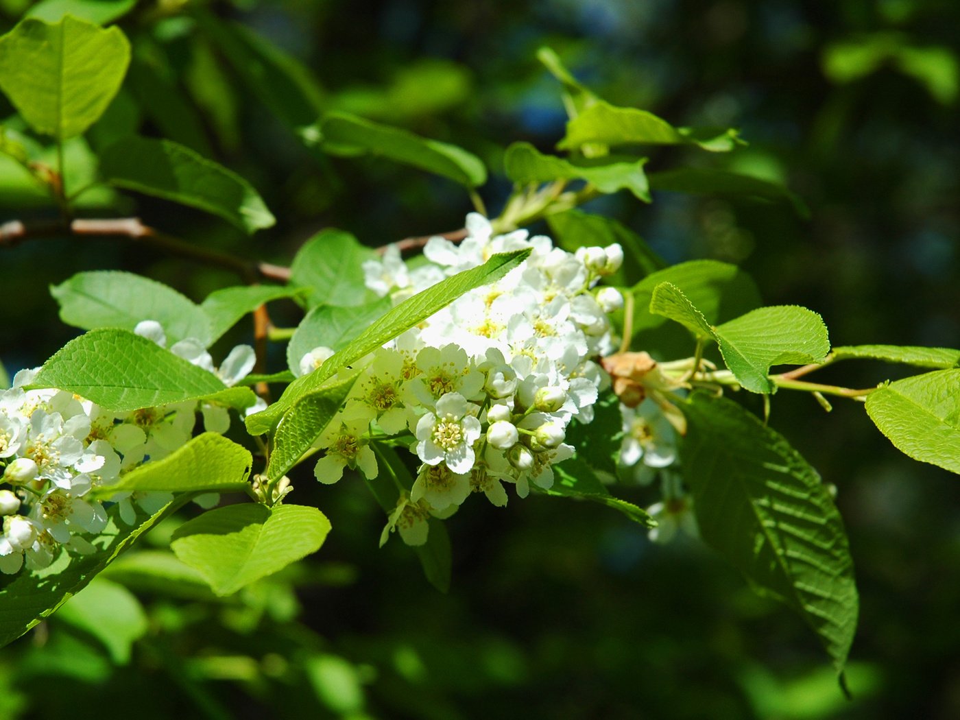 Обои цветы, цветение, листья, весна, деревь, черемуха, flowers, flowering, leaves, spring, trees, cherry разрешение 2529x1500 Загрузить