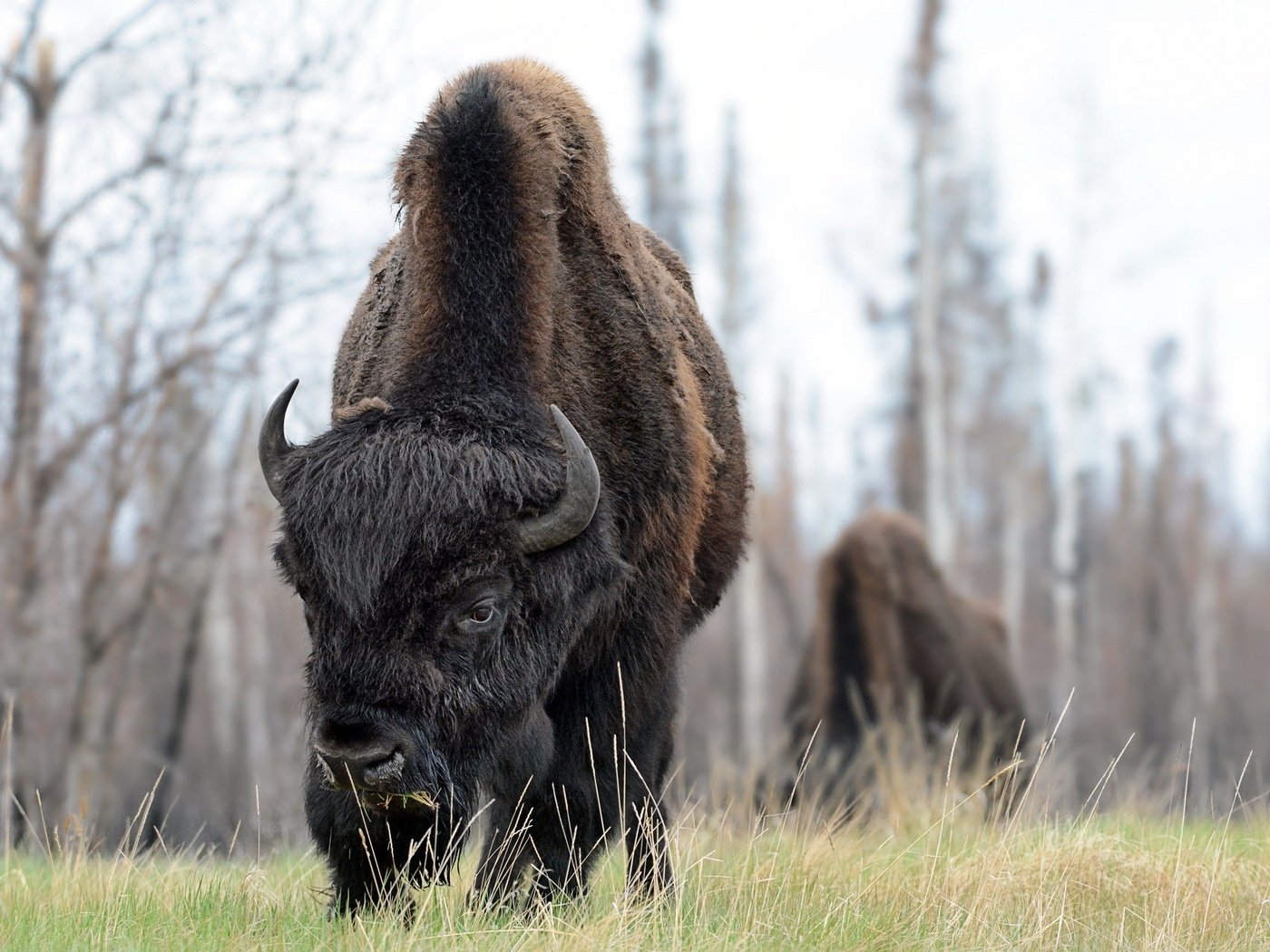 Обои природа, фон, бизоны, nature, background, buffalo разрешение 2047x1286 Загрузить