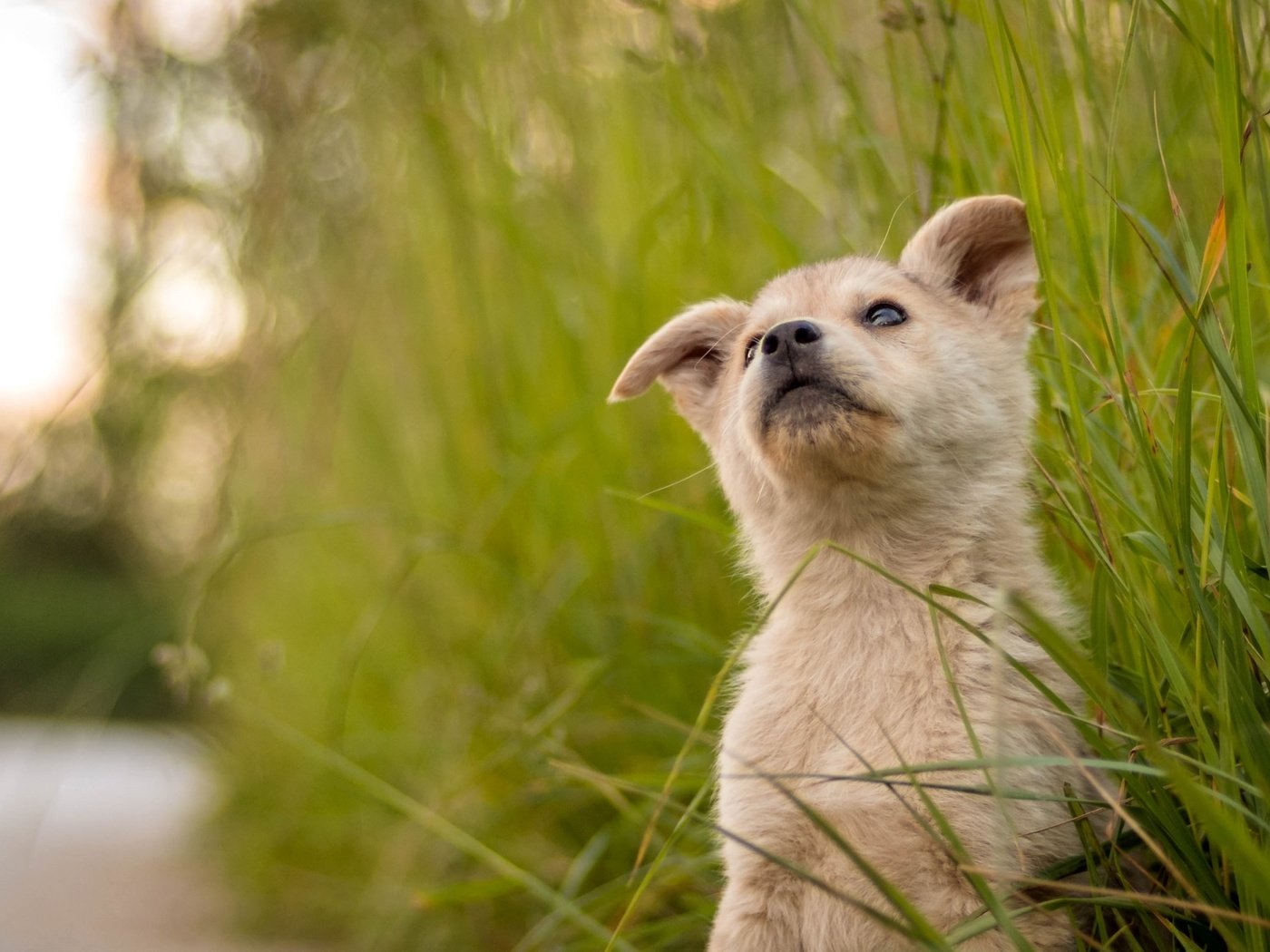 Обои трава, мордочка, взгляд, собака, щенок, милый, grass, muzzle, look, dog, puppy, cute разрешение 2100x1312 Загрузить