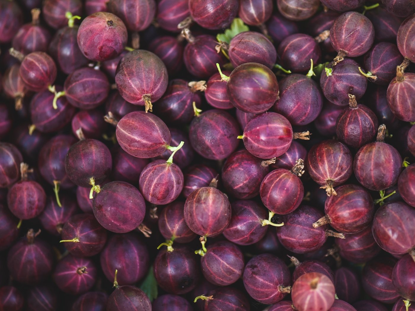 Обои макро, ягоды, крыжовник, macro, berries, gooseberry разрешение 3000x1997 Загрузить