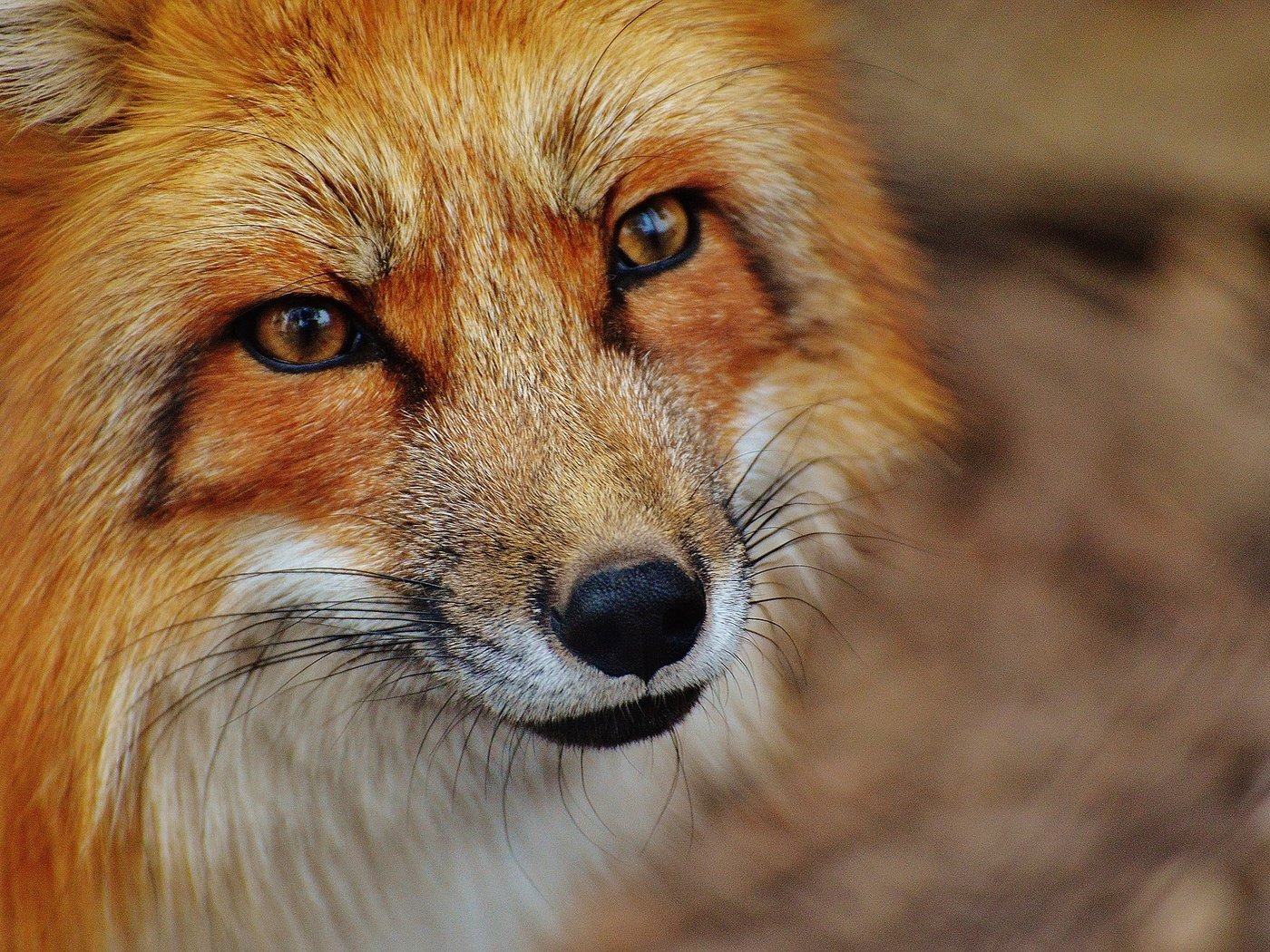 Обои морда, взгляд, лиса, хищник, лисица, лис, face, look, fox, predator разрешение 1920x1276 Загрузить