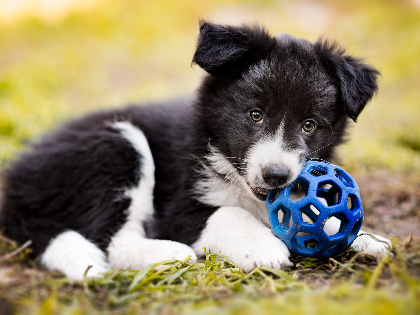 Обои трава, собака, щенок, мяч, бордер-колли, grass, dog, puppy, the ball, the border collie разрешение 2048x1365 Загрузить