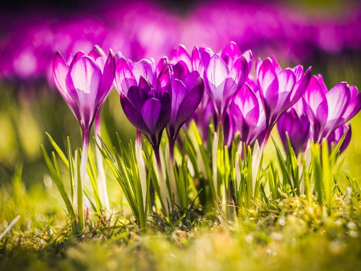 Обои свет, цветы, весна, крокусы, close up, light, flowers, spring, crocuses разрешение 2560x1600 Загрузить