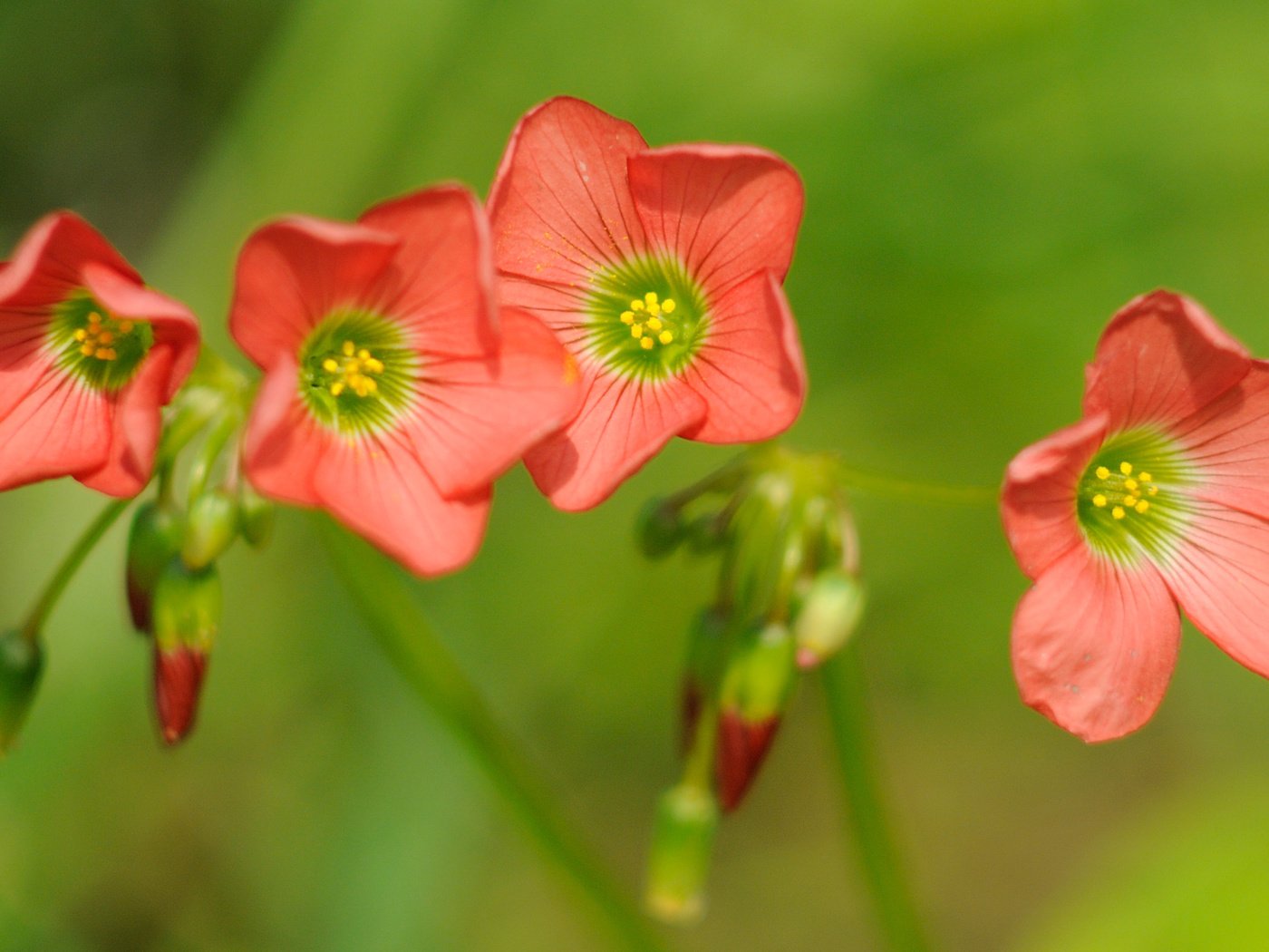 Обои цветы, макро, боке, кислица, rислица четырёхлистная, flowers, macro, bokeh, oxalis, the four-leaf galiza разрешение 3839x1954 Загрузить