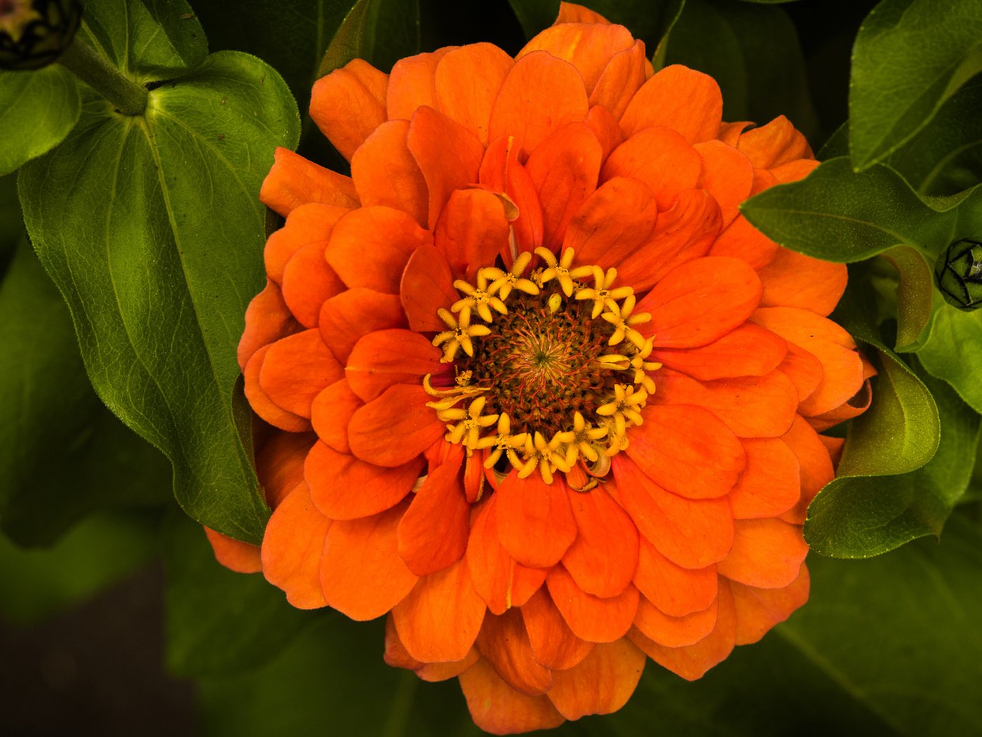 Обои листья, макро, цветок, оранжевый, цинния, leaves, macro, flower, orange, zinnia разрешение 1920x1282 Загрузить