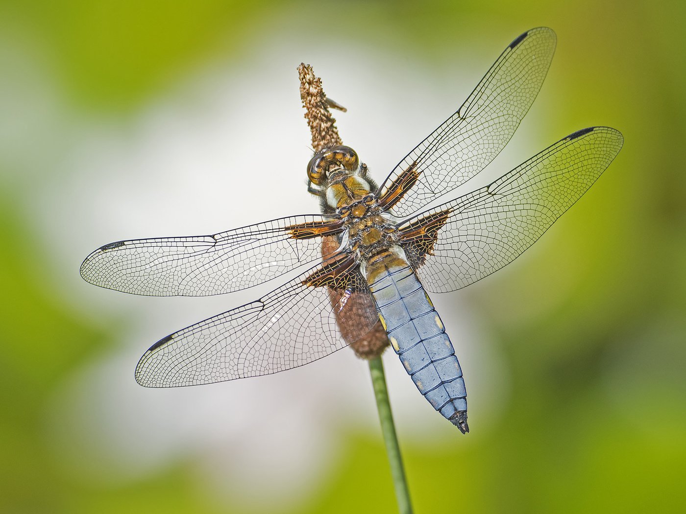 Обои макро, насекомое, крылья, стрекоза, macro, insect, wings, dragonfly разрешение 2048x1365 Загрузить