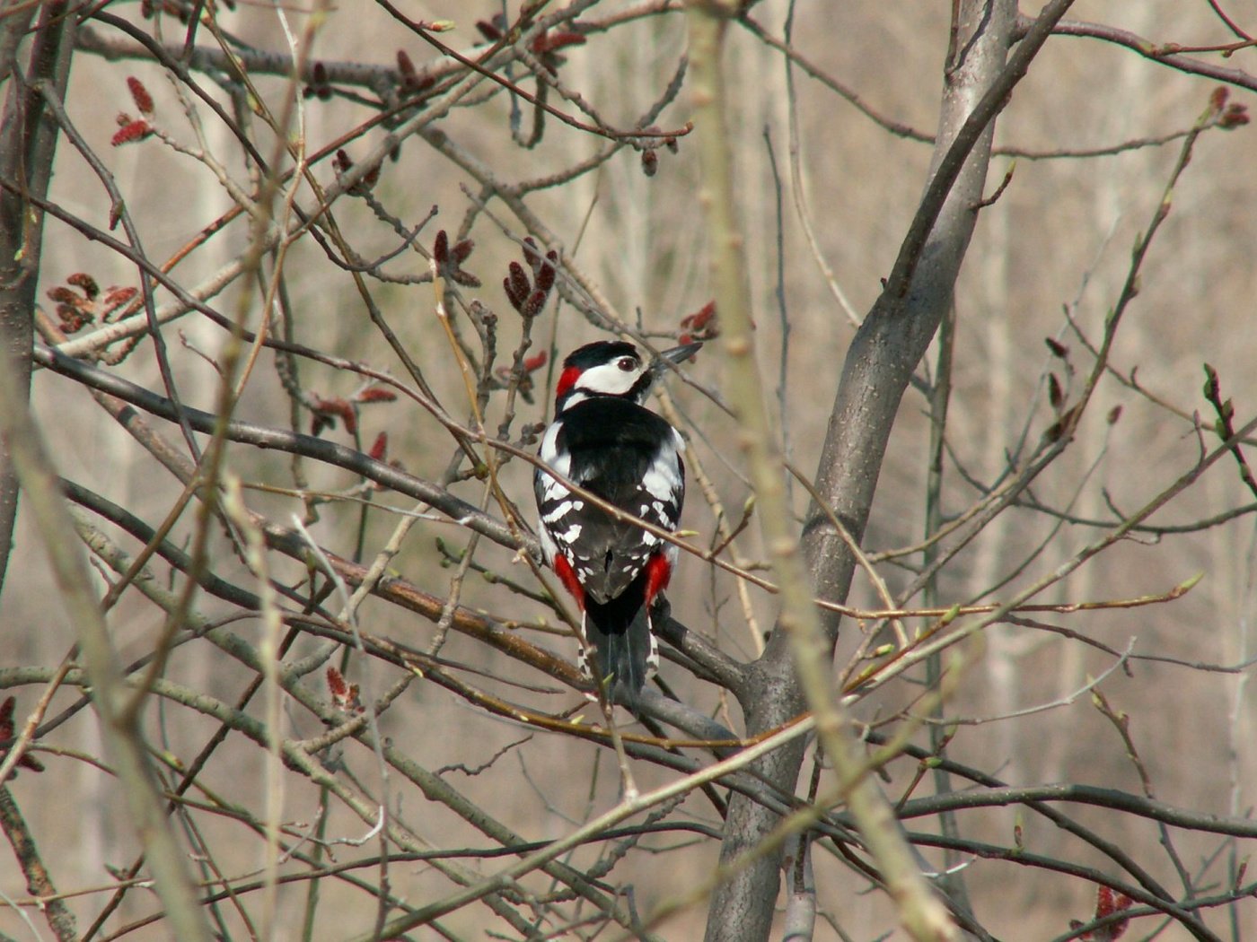 Обои лес, ветки, птица, дятел, forest, branches, bird, woodpecker разрешение 1920x1080 Загрузить