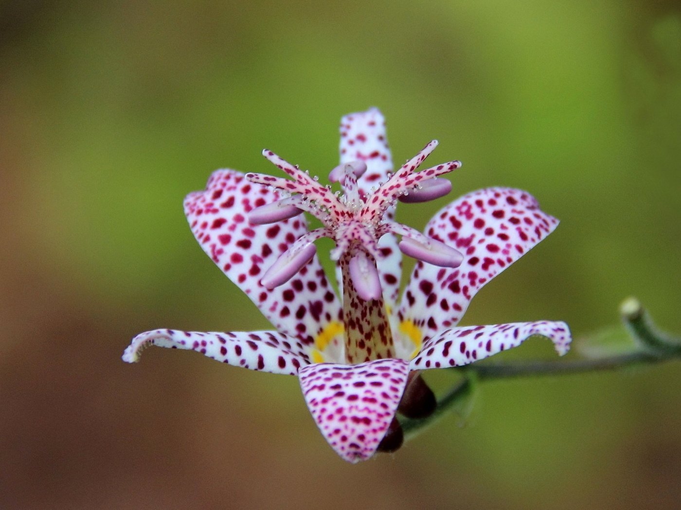 Обои макро, цветок, лепестки, трициртис, садовая орхидея, macro, flower, petals, tricyrtis, garden orchid разрешение 1920x1246 Загрузить