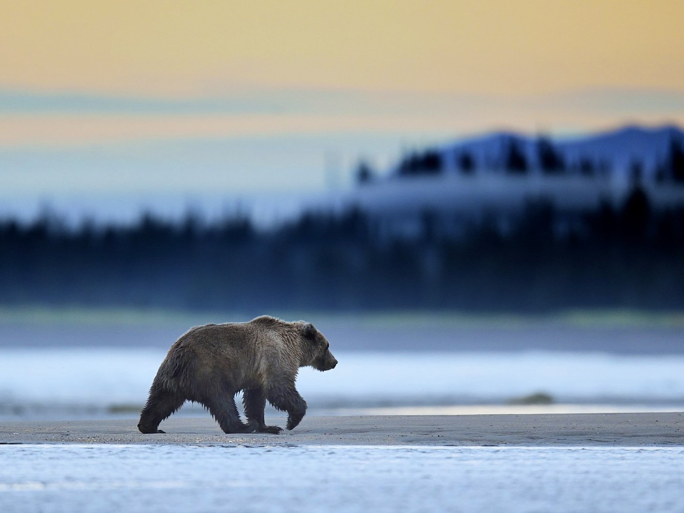 Обои природа, пейзаж, медведь, гризли, nature, landscape, bear, grizzly разрешение 2000x1333 Загрузить