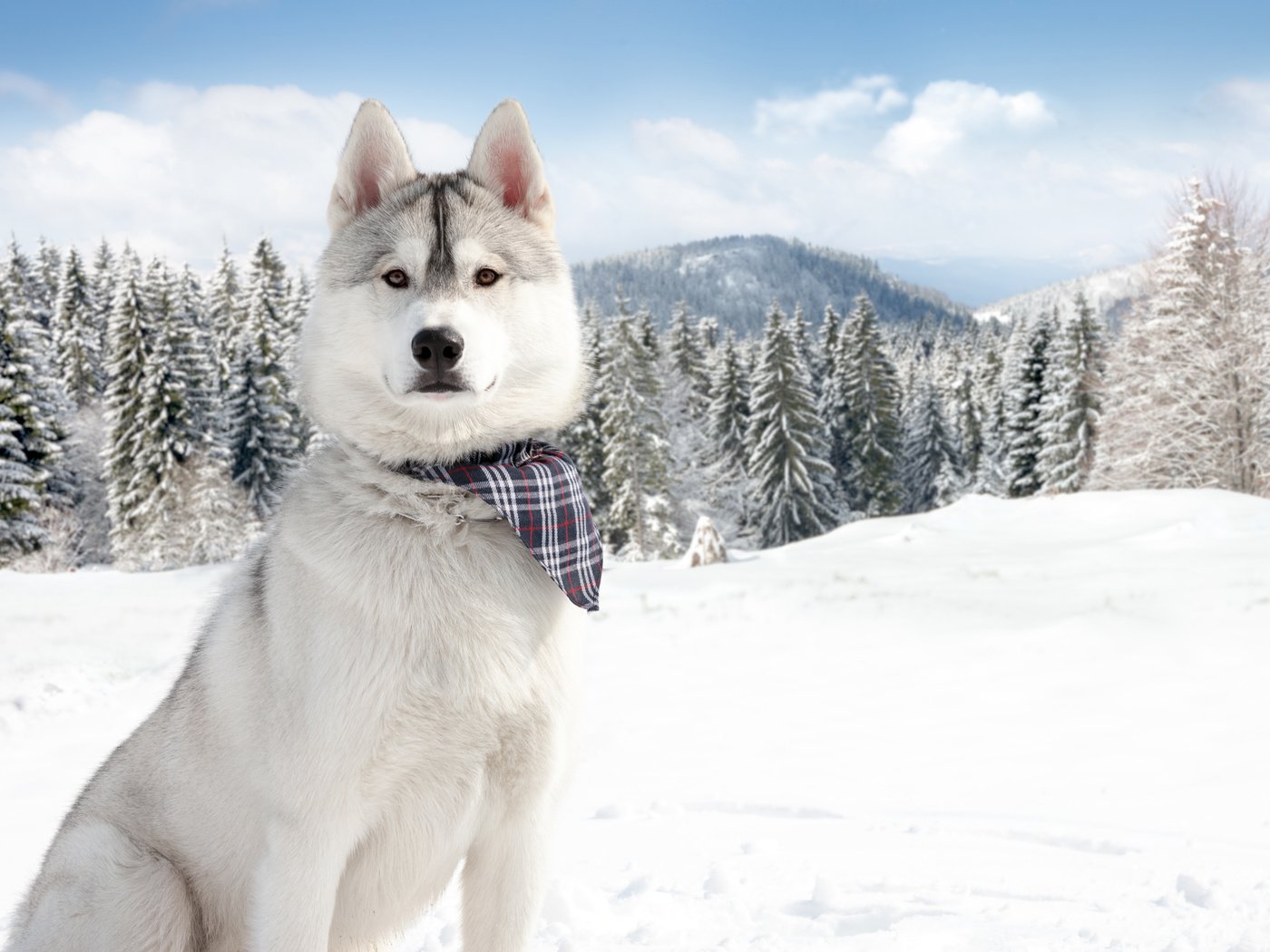 Обои горы, лес, зима, собака, хаски, сибирский хаски, mountains, forest, winter, dog, husky, siberian husky разрешение 4800x3200 Загрузить