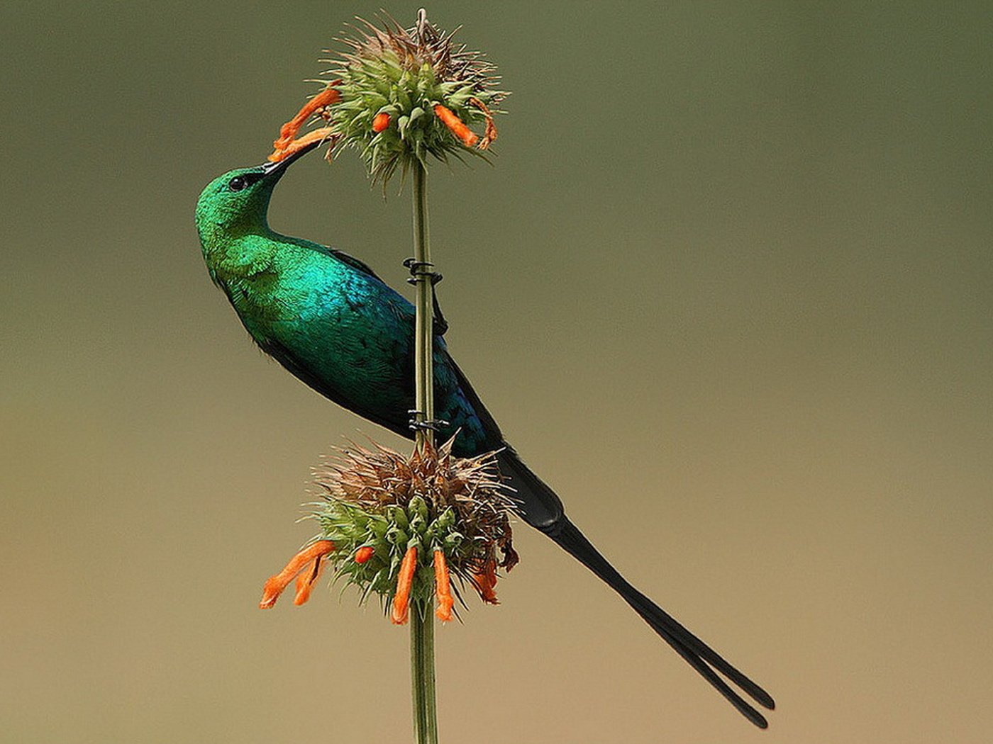 Обои цветок, птица, нектарница, malachite sunbird, малахитовая, flower, bird, the sunbird, malachite разрешение 1920x1369 Загрузить