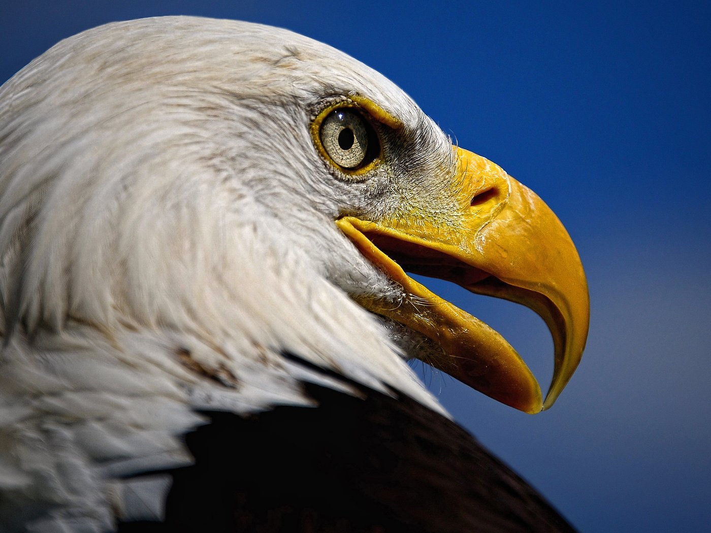 Обои взгляд, орел, хищник, птица, клюв, белоголовый орлан, look, eagle, predator, bird, beak, bald eagle разрешение 3040x1731 Загрузить