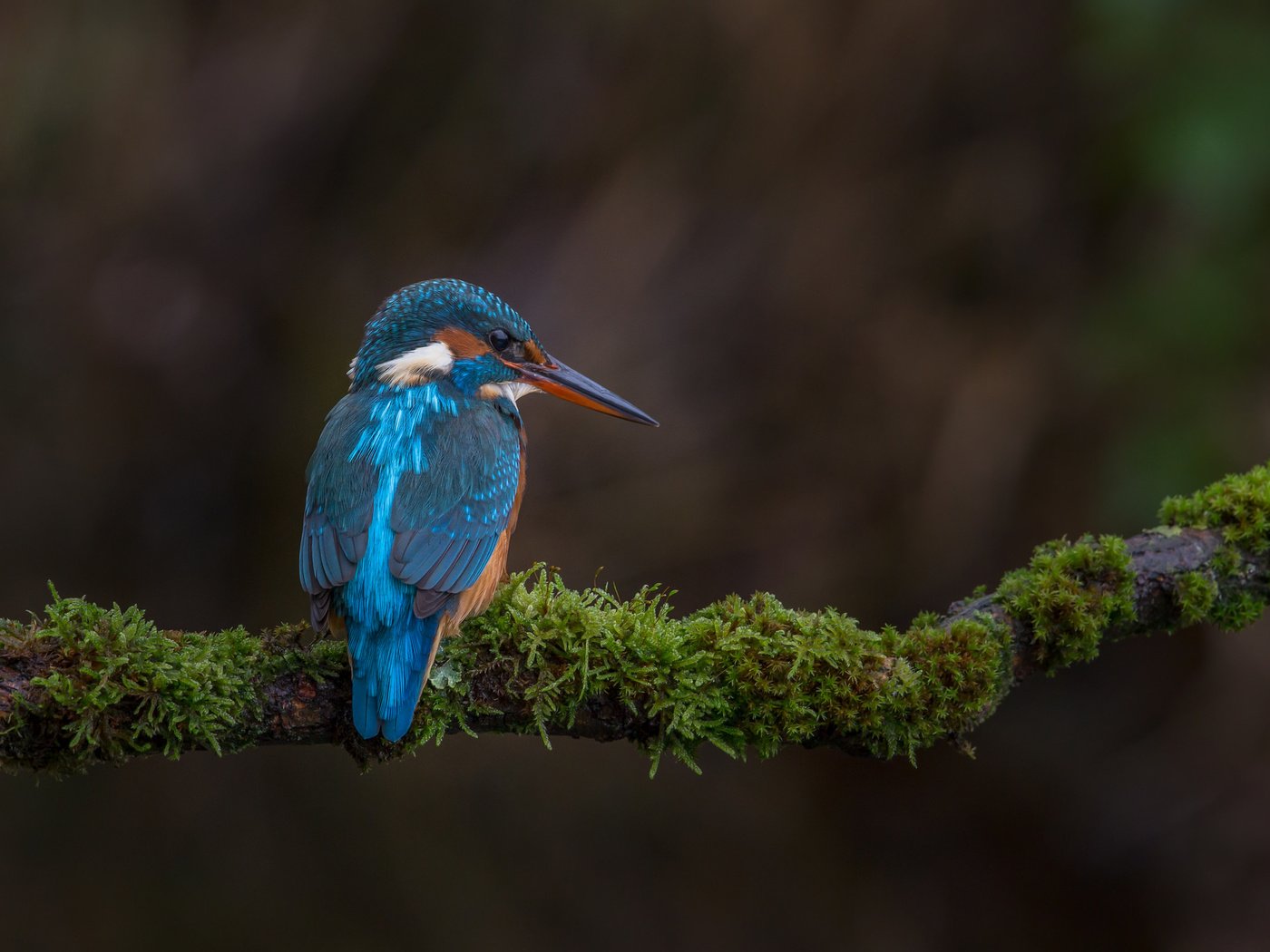 Обои ветка, природа, птица, мох, зимородок, branch, nature, bird, moss, kingfisher разрешение 2048x1365 Загрузить