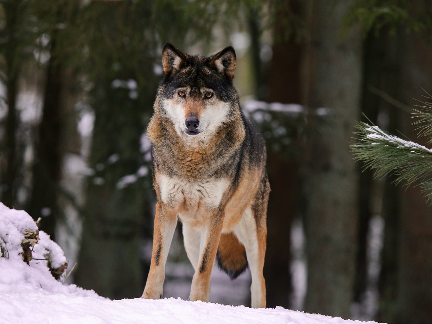 Обои снег, природа, лес, волк, quiet-bliss, snow, nature, forest, wolf разрешение 2000x1333 Загрузить