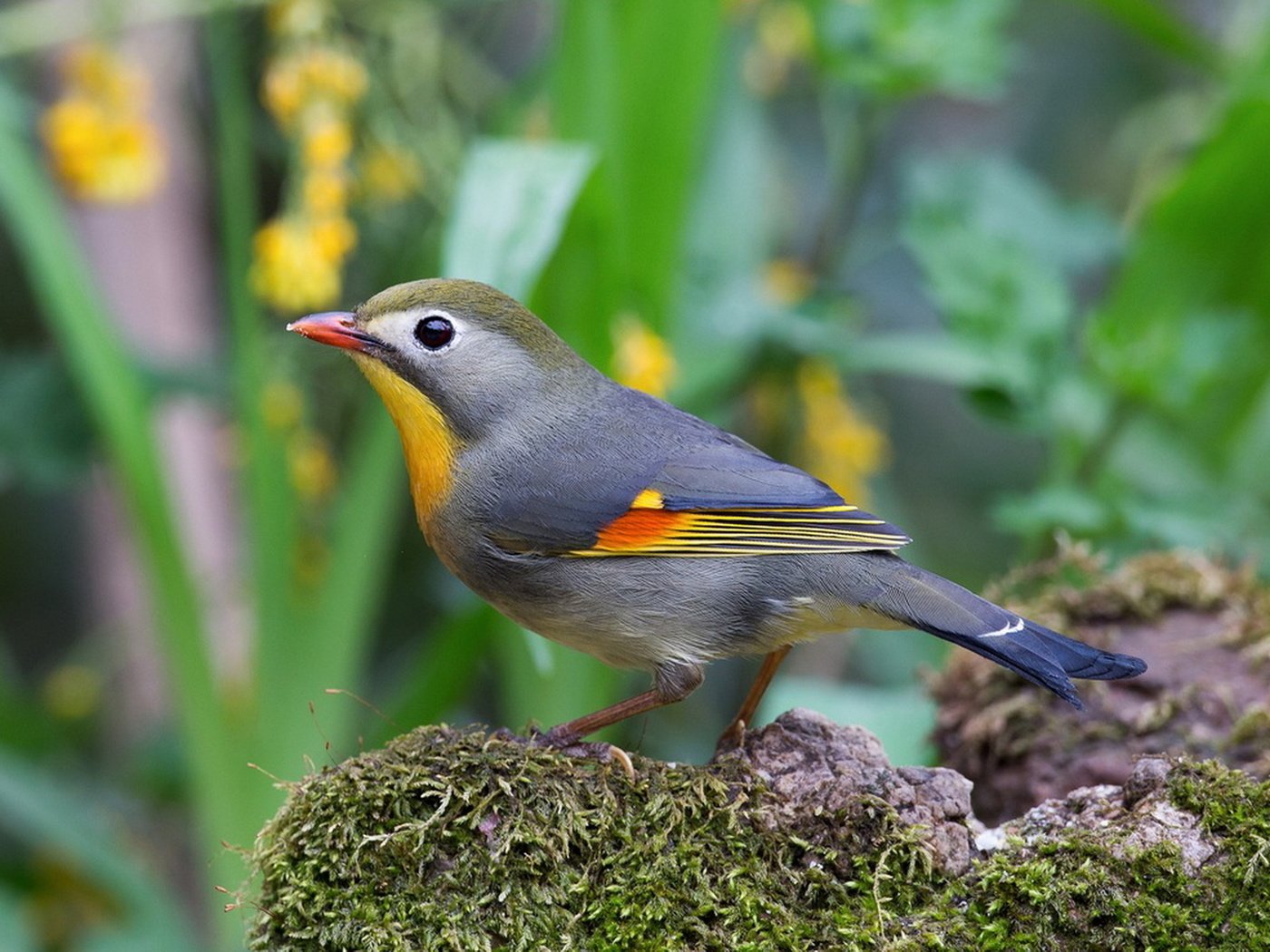 Обои птица, мох, китайский, оперение, соловей, leiothrix lutea, paulo, bird, moss, chinese, tail, nightingale разрешение 1920x1368 Загрузить