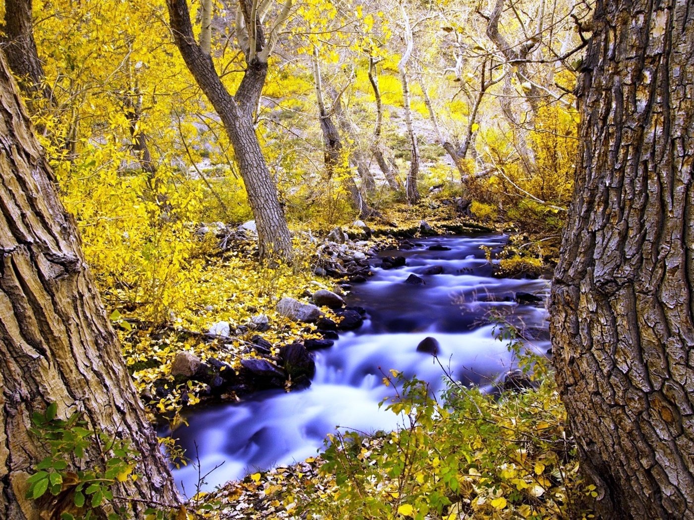 Обои деревья, природа, лес, ручей, осень, trees, nature, forest, stream, autumn разрешение 3500x1969 Загрузить