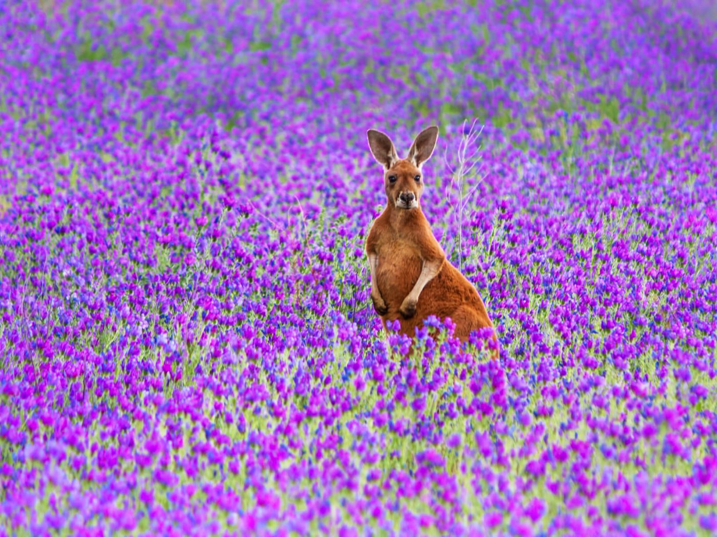 Обои цветы, поле, австралия, рыжий, кенгуру, большой, flowers, field, australia, red, kangaroo, large разрешение 2048x1209 Загрузить